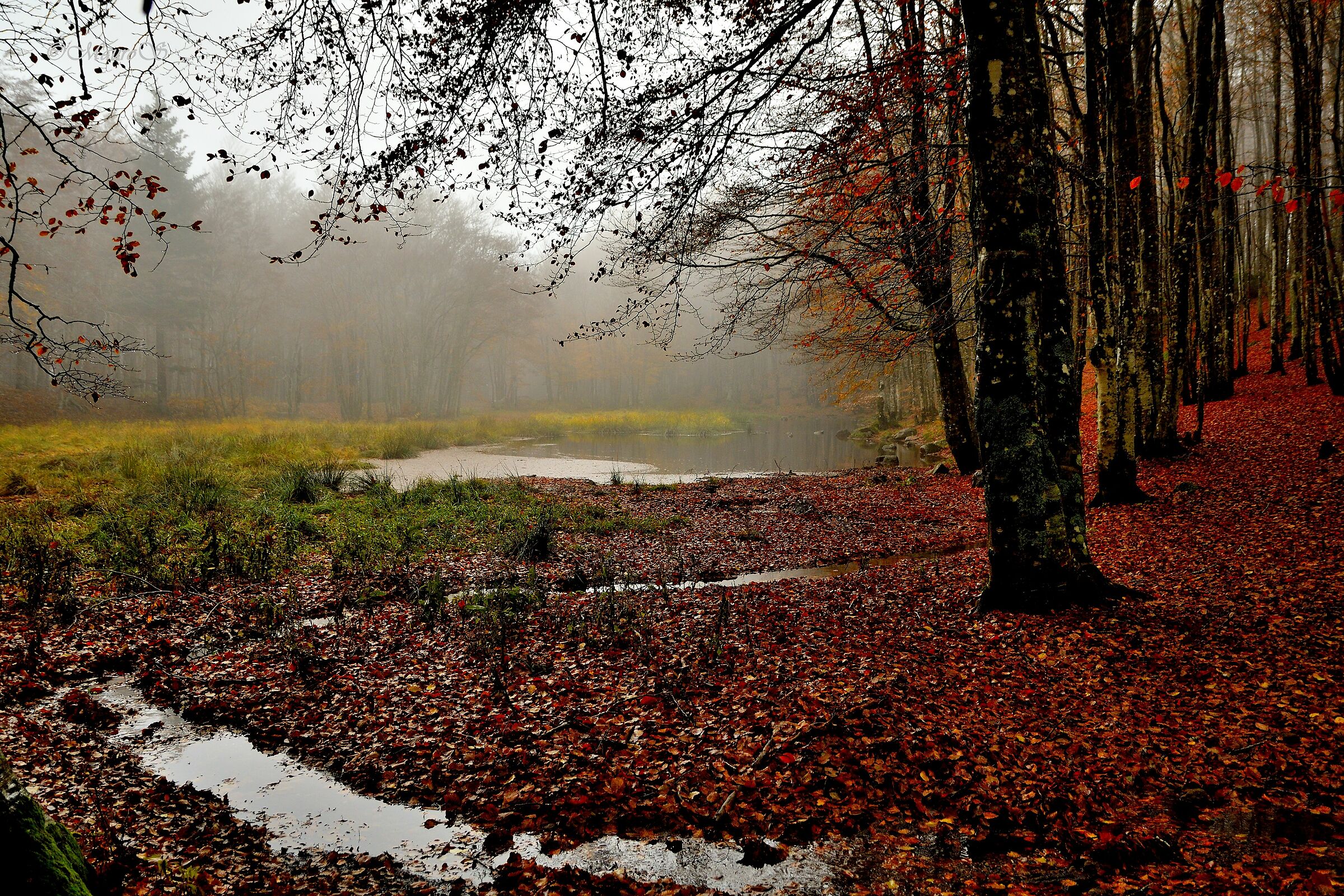 Colors of Autumn