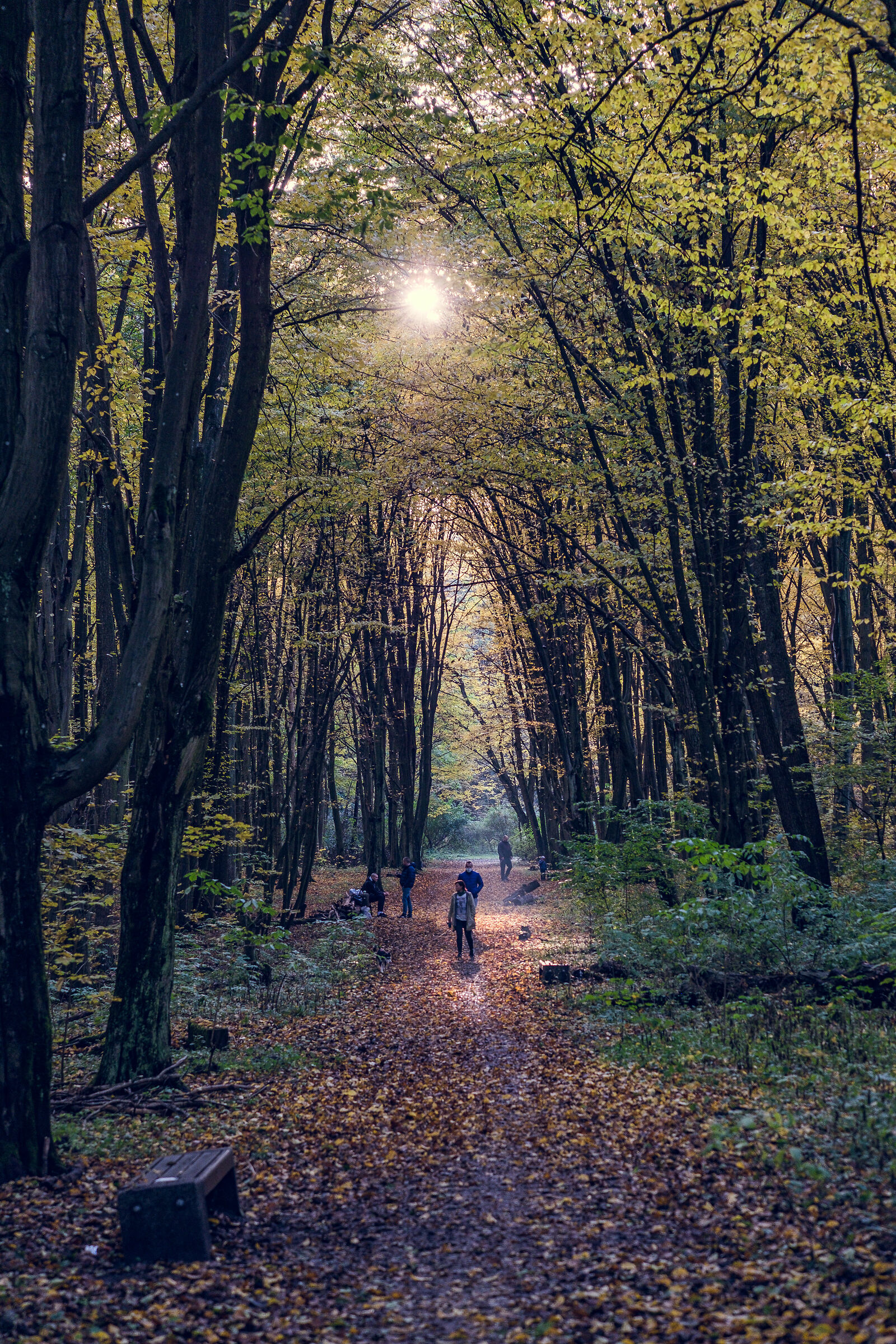 Autumn in Zwierzyniec Forrest