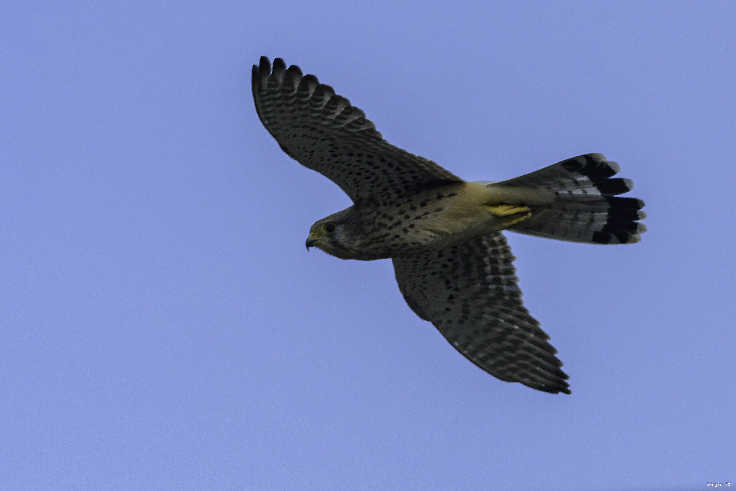 Kestrel