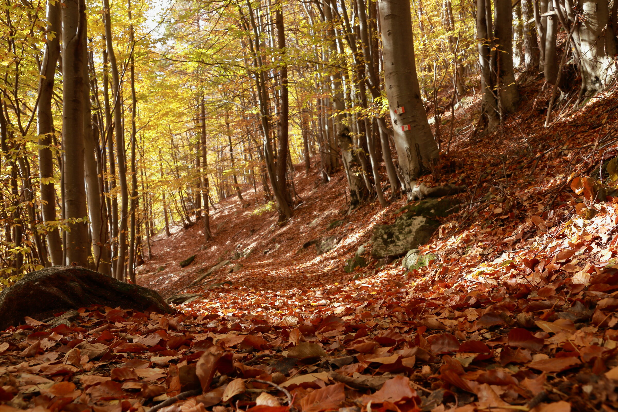 the colors of autumn
