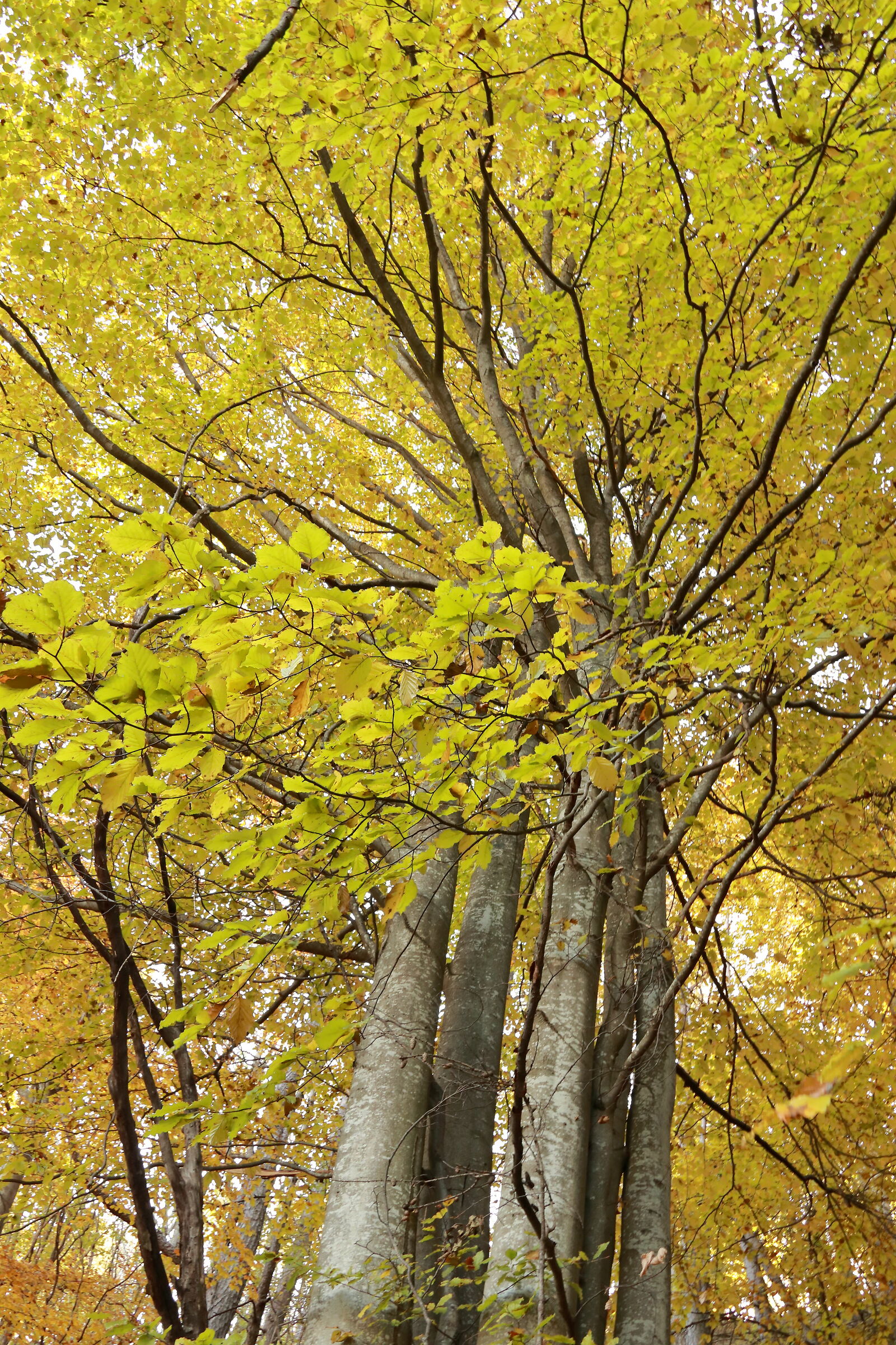 the colors of autumn 2
