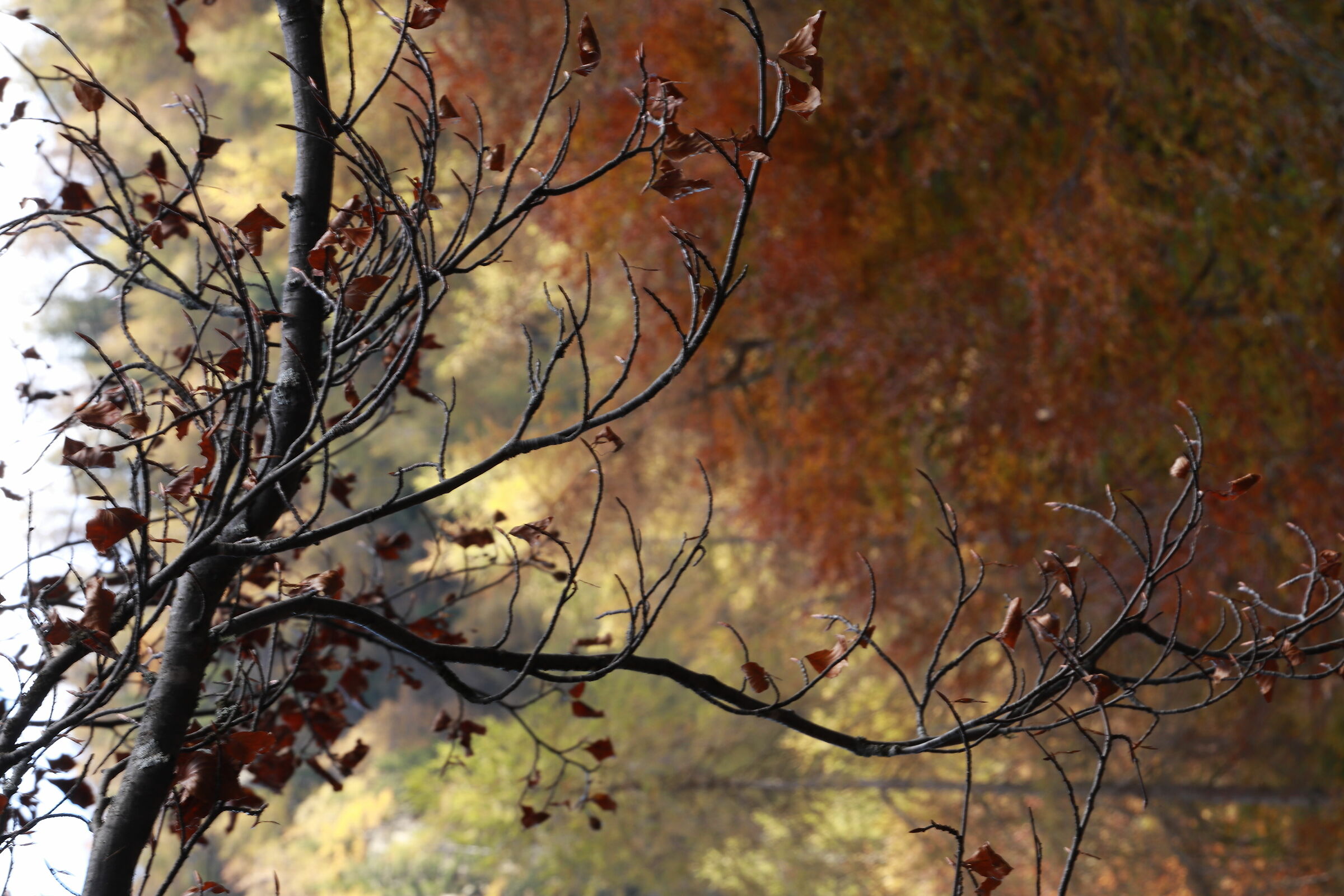 the colors of autumn 3