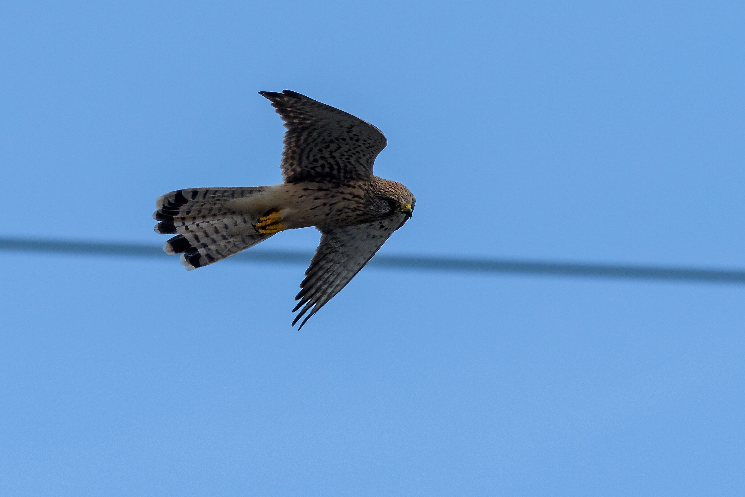 Kestrel