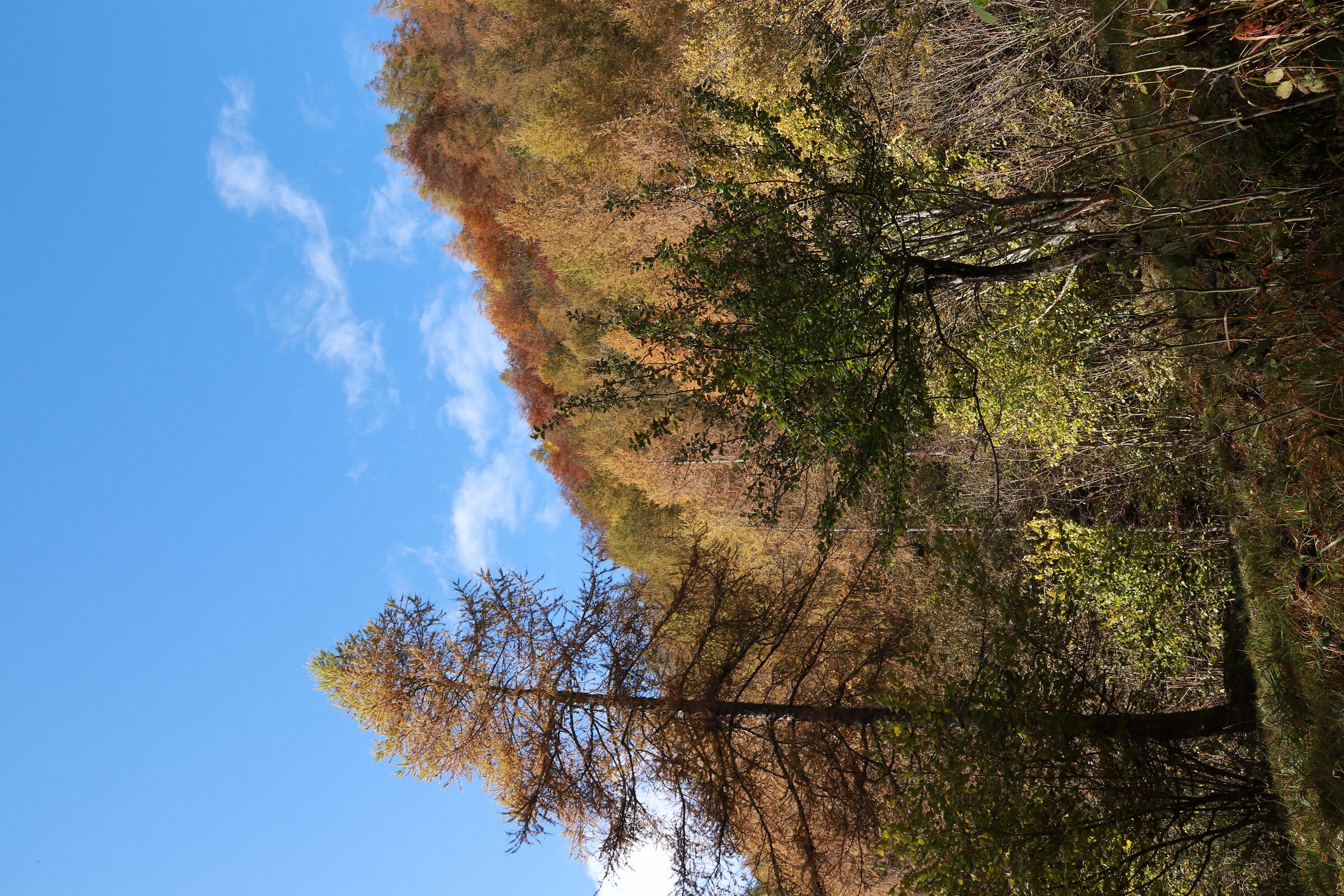 the colors of autumn 6