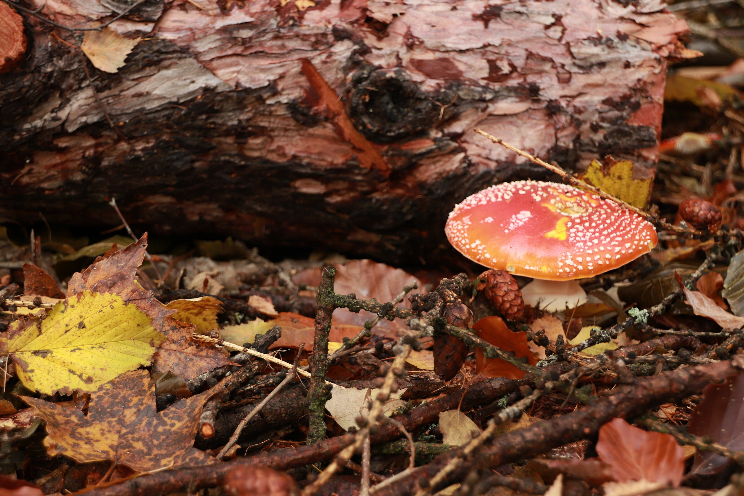 the colors of autumn 8
