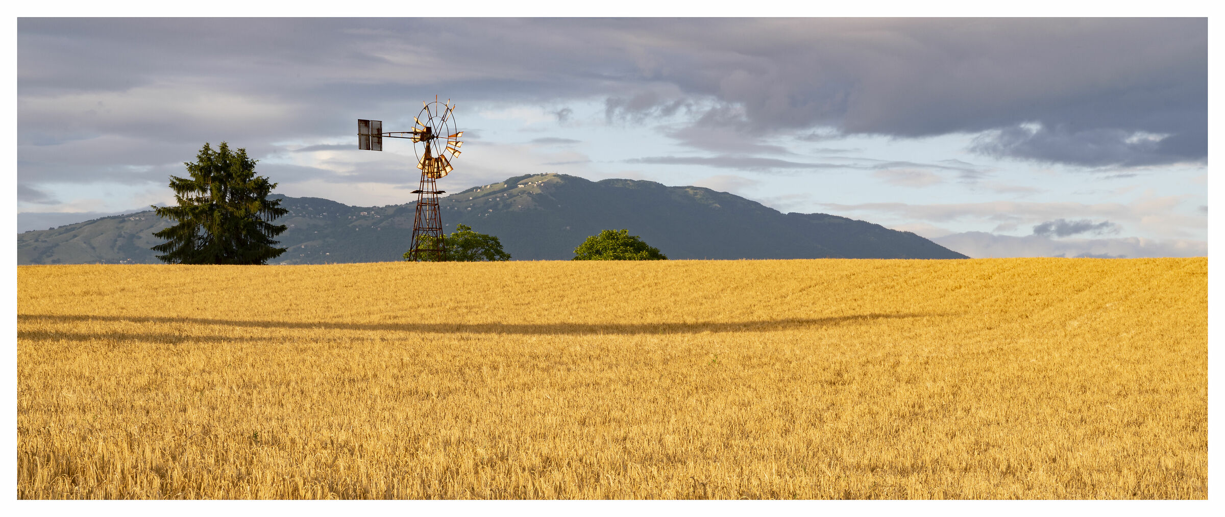 Che ne sai tu di un campo di grano....