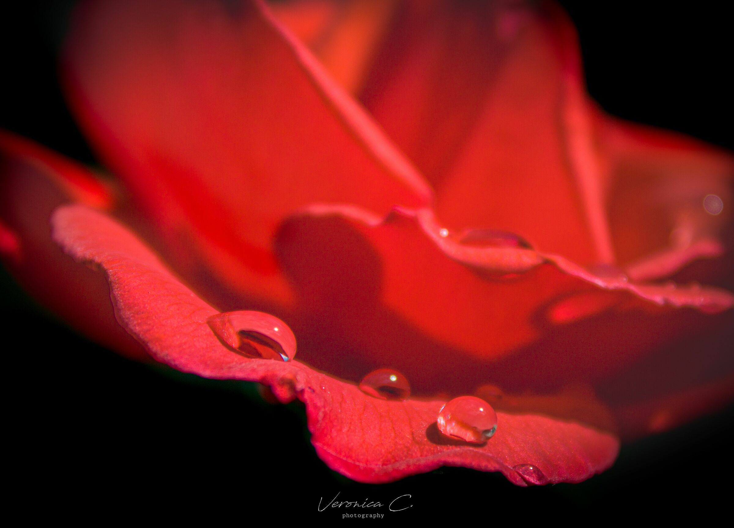 Red rose after rain
