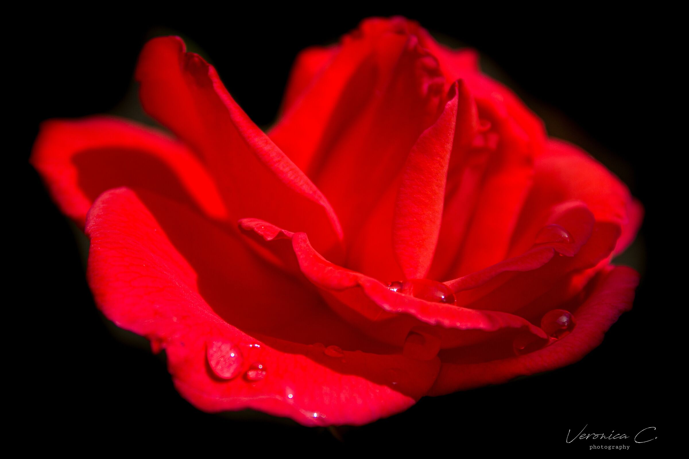 Rosa rossa dopo la pioggia