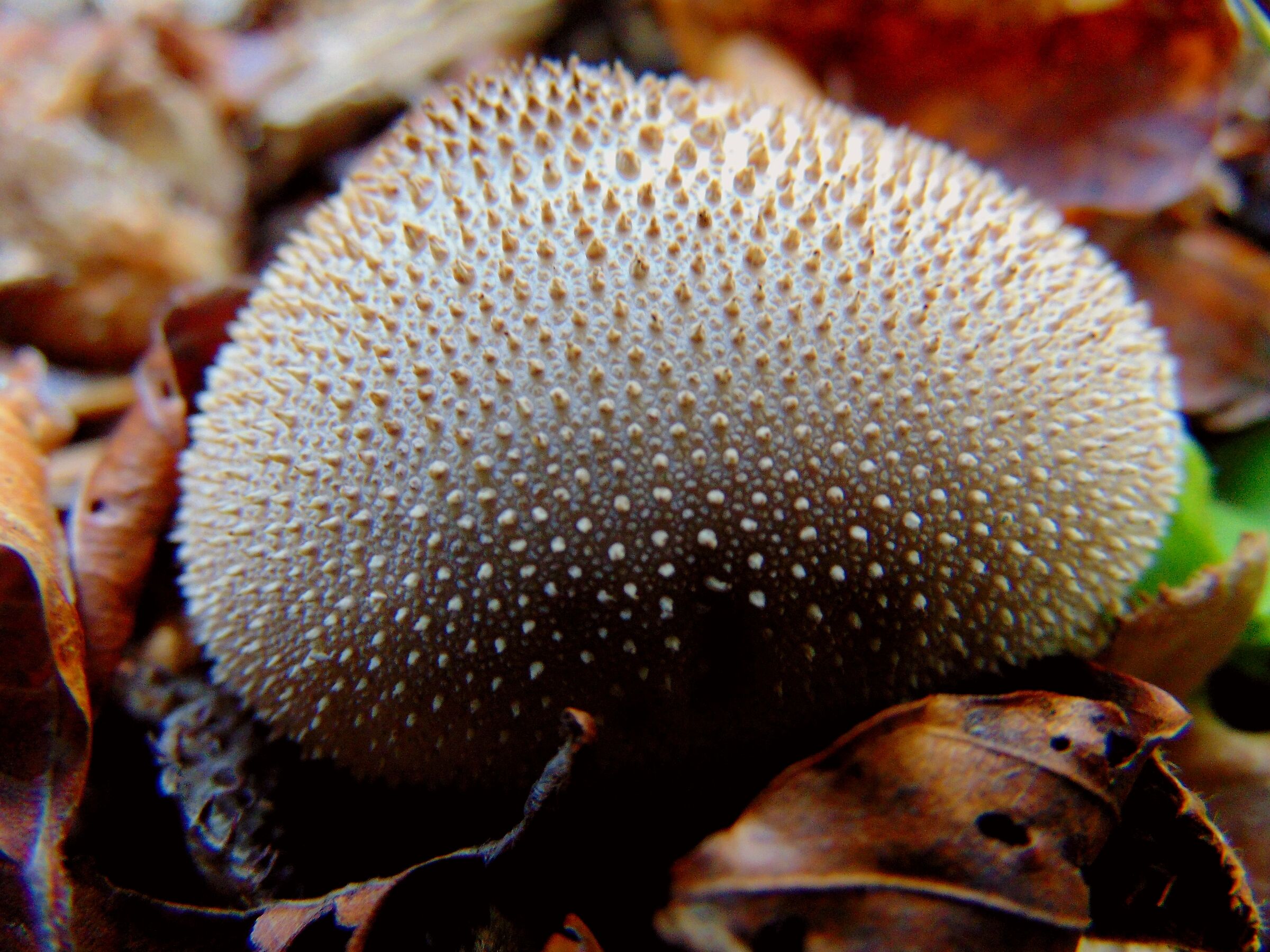 Looking through the leaves