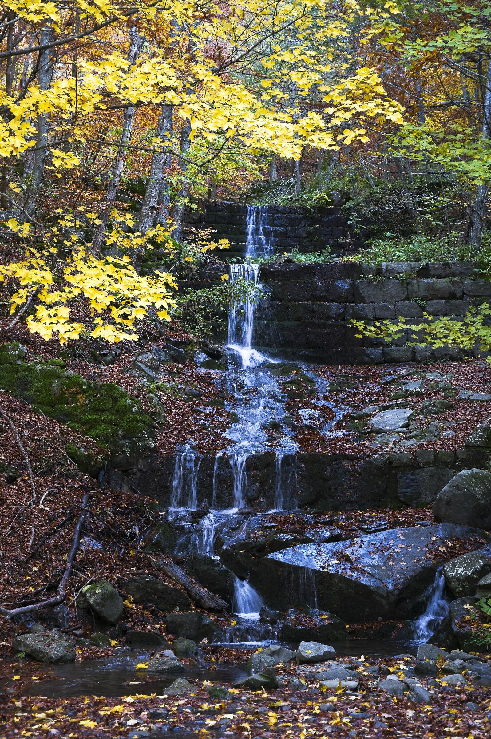 Foliage - Dardagna and surroundings 1