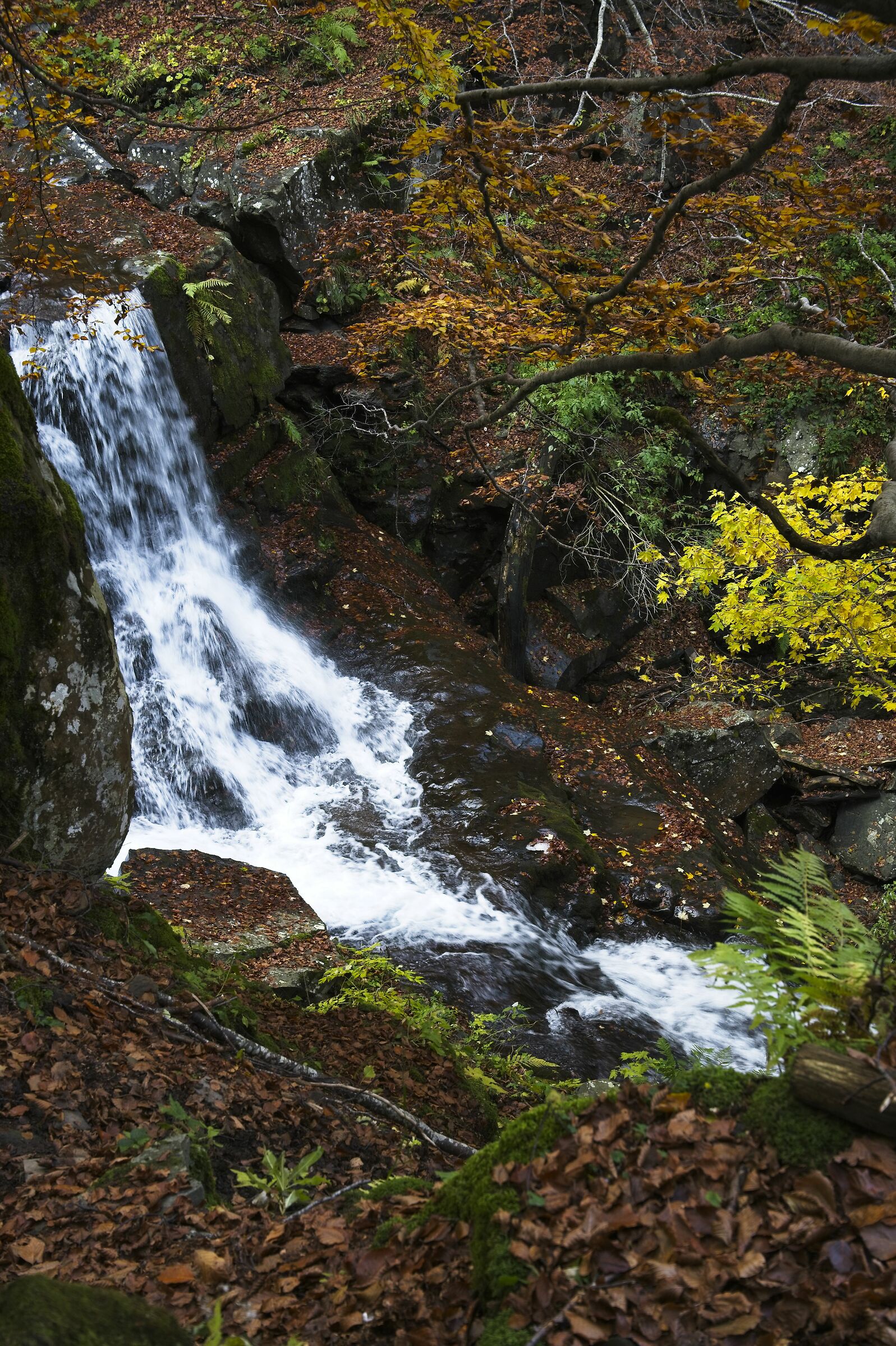 Foliage - Dardagna and surroundings 2