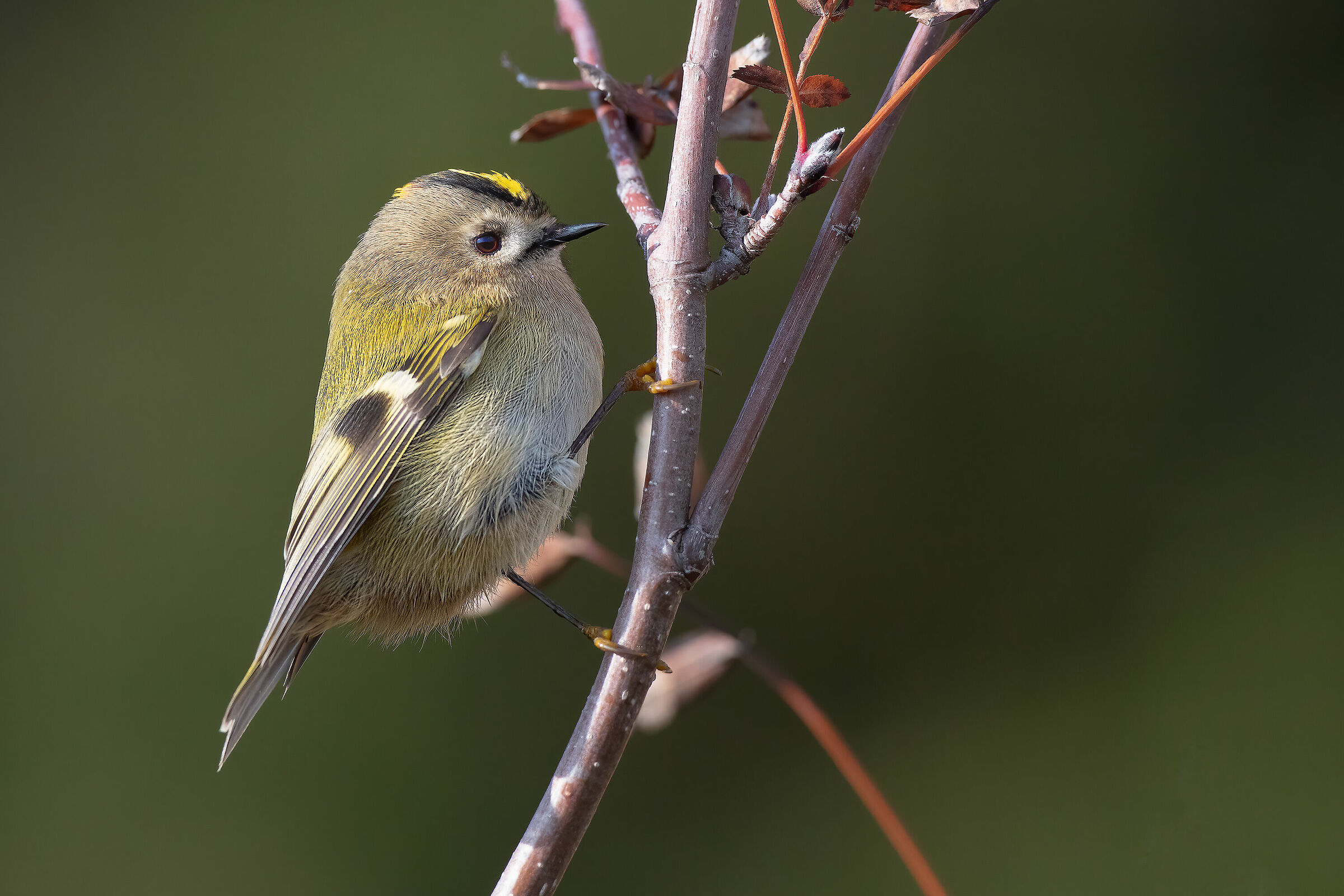 Reglolo dopo il bagno in una pozza