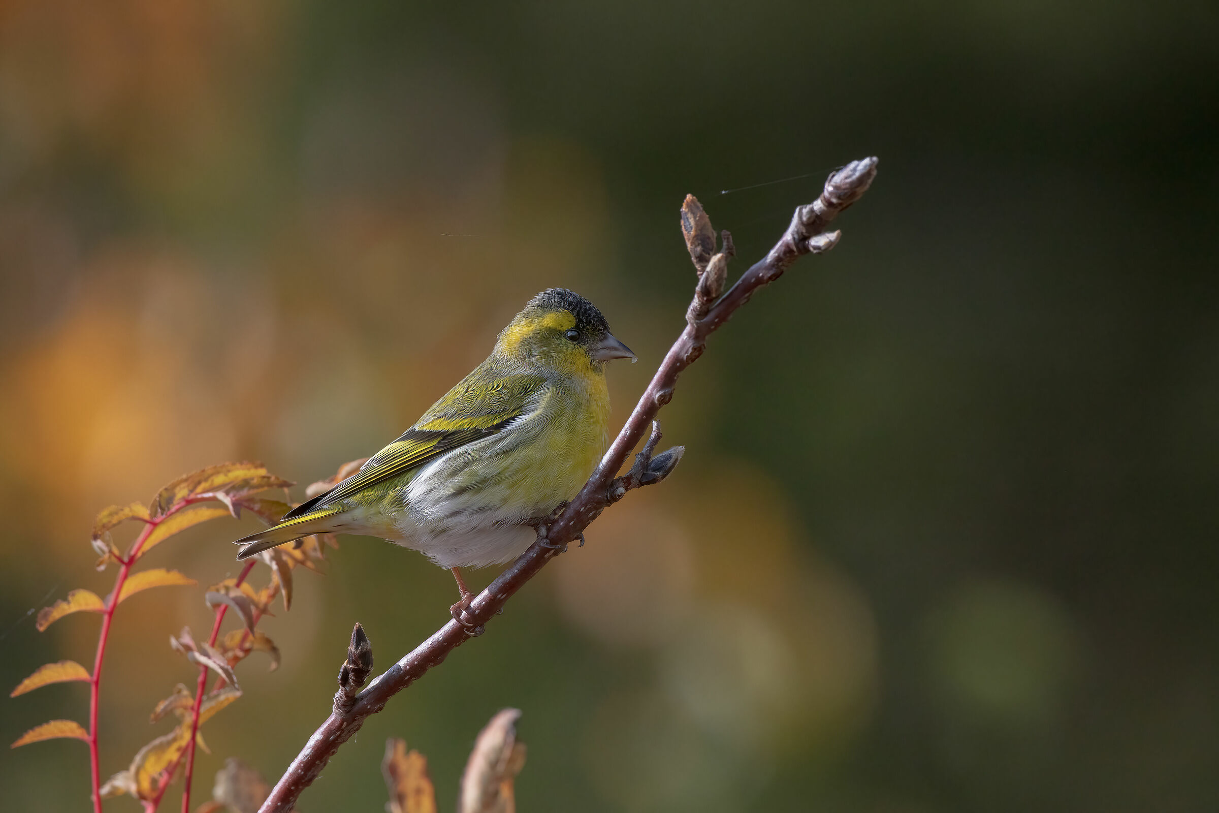 Lucherino ambientato