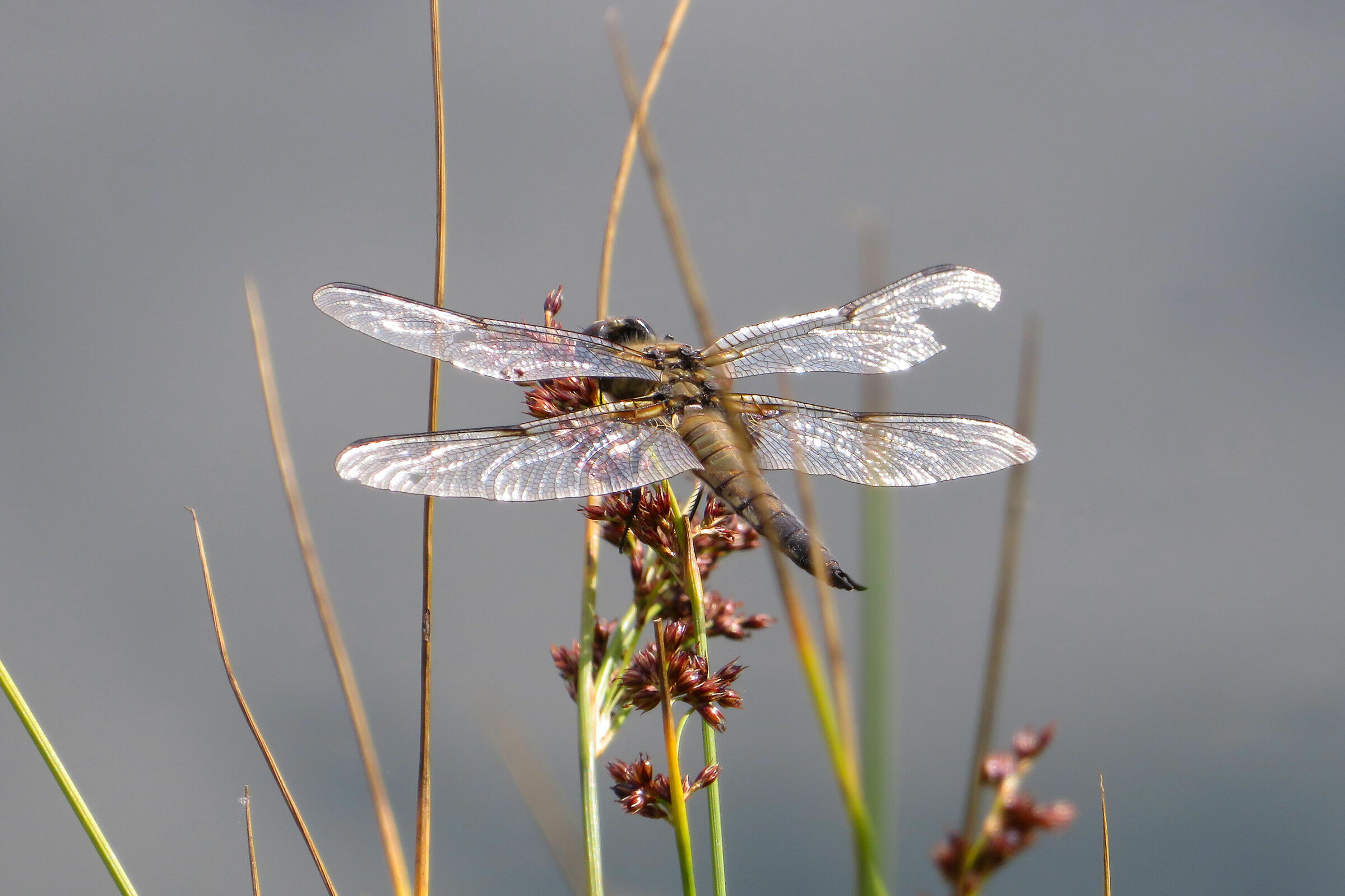 elogio dell'imperfezione