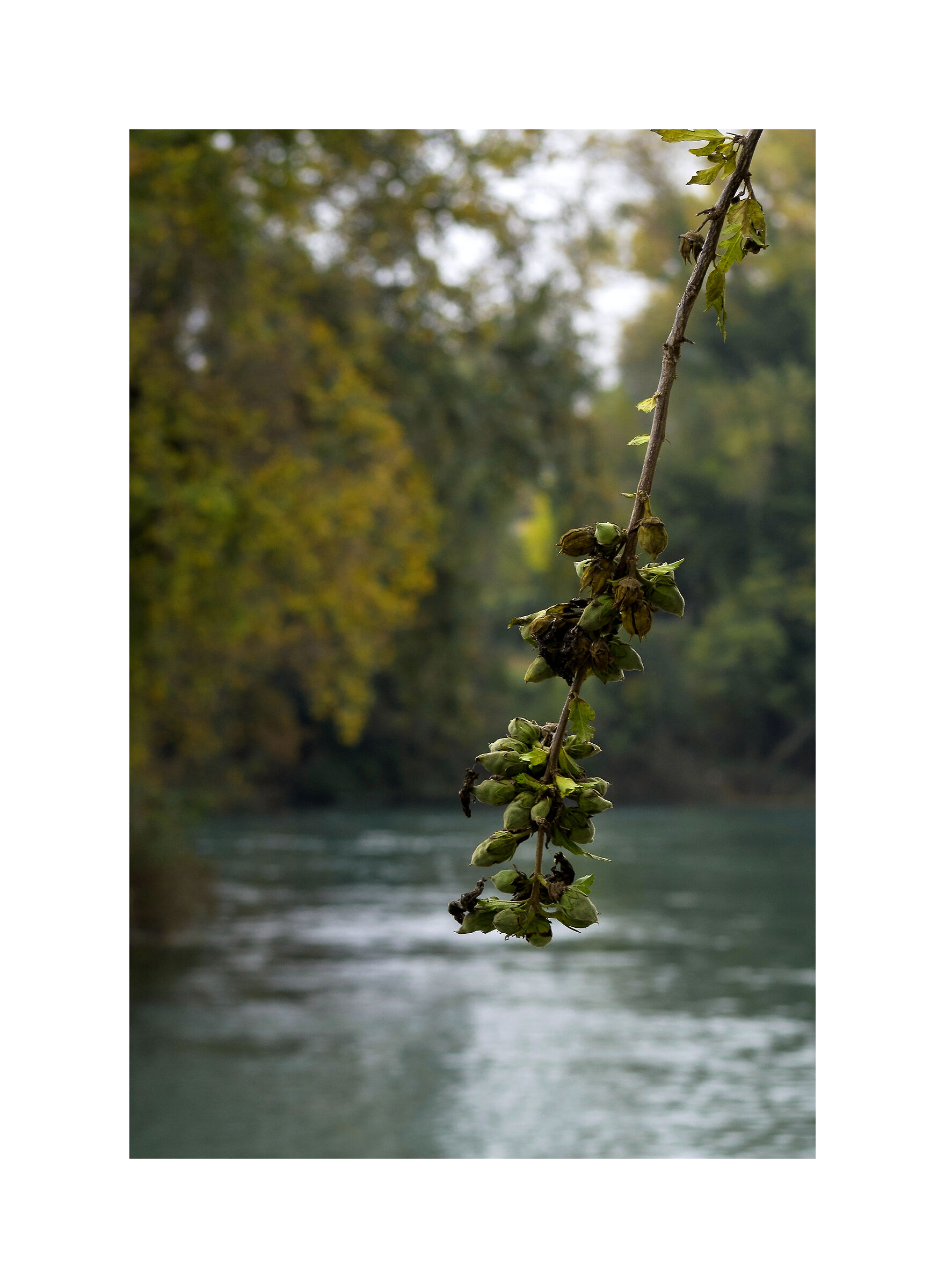 Autunno sul fiume Sile a Treviso