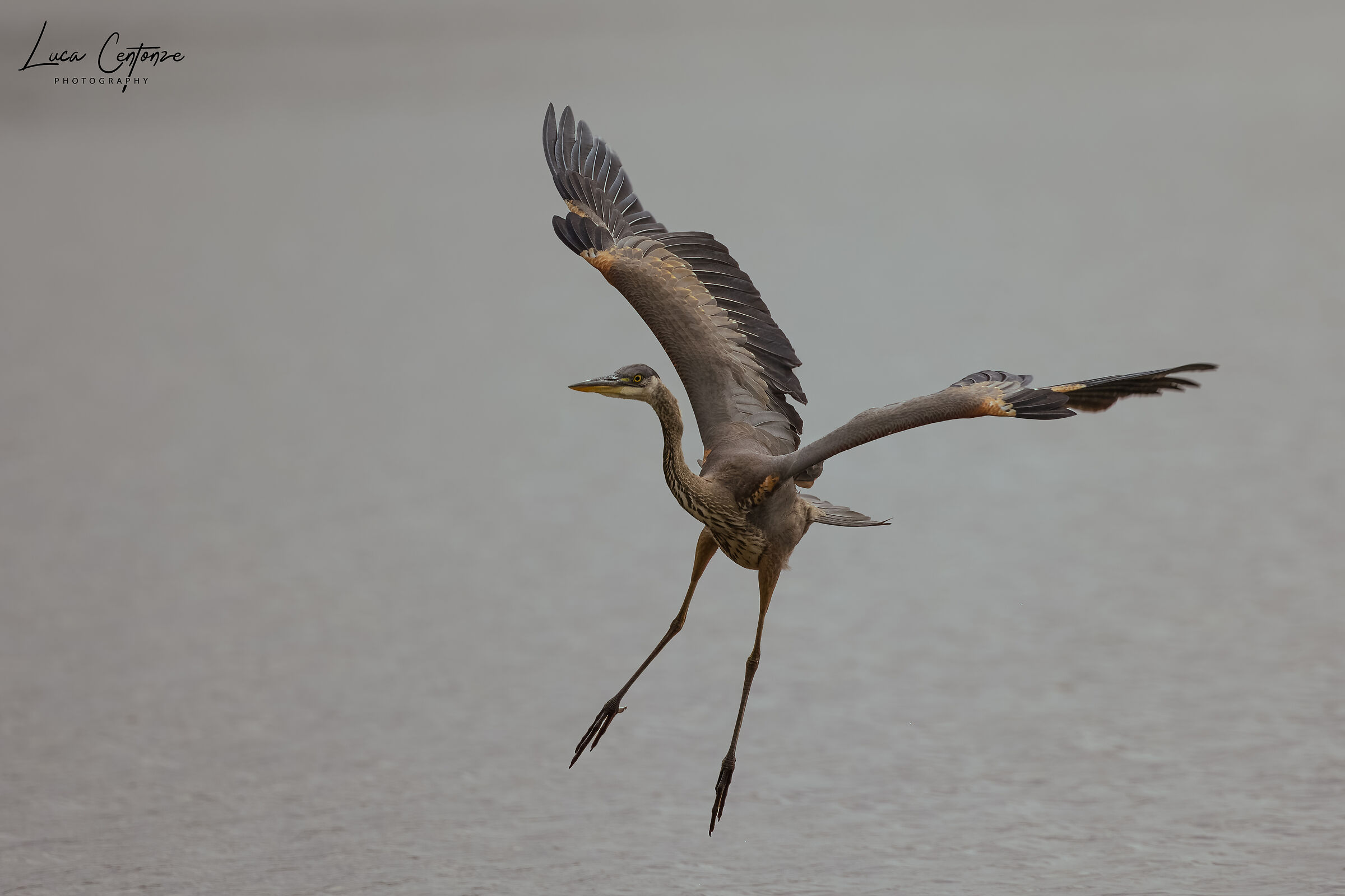 Great Blue Heron (Ardea herodias)