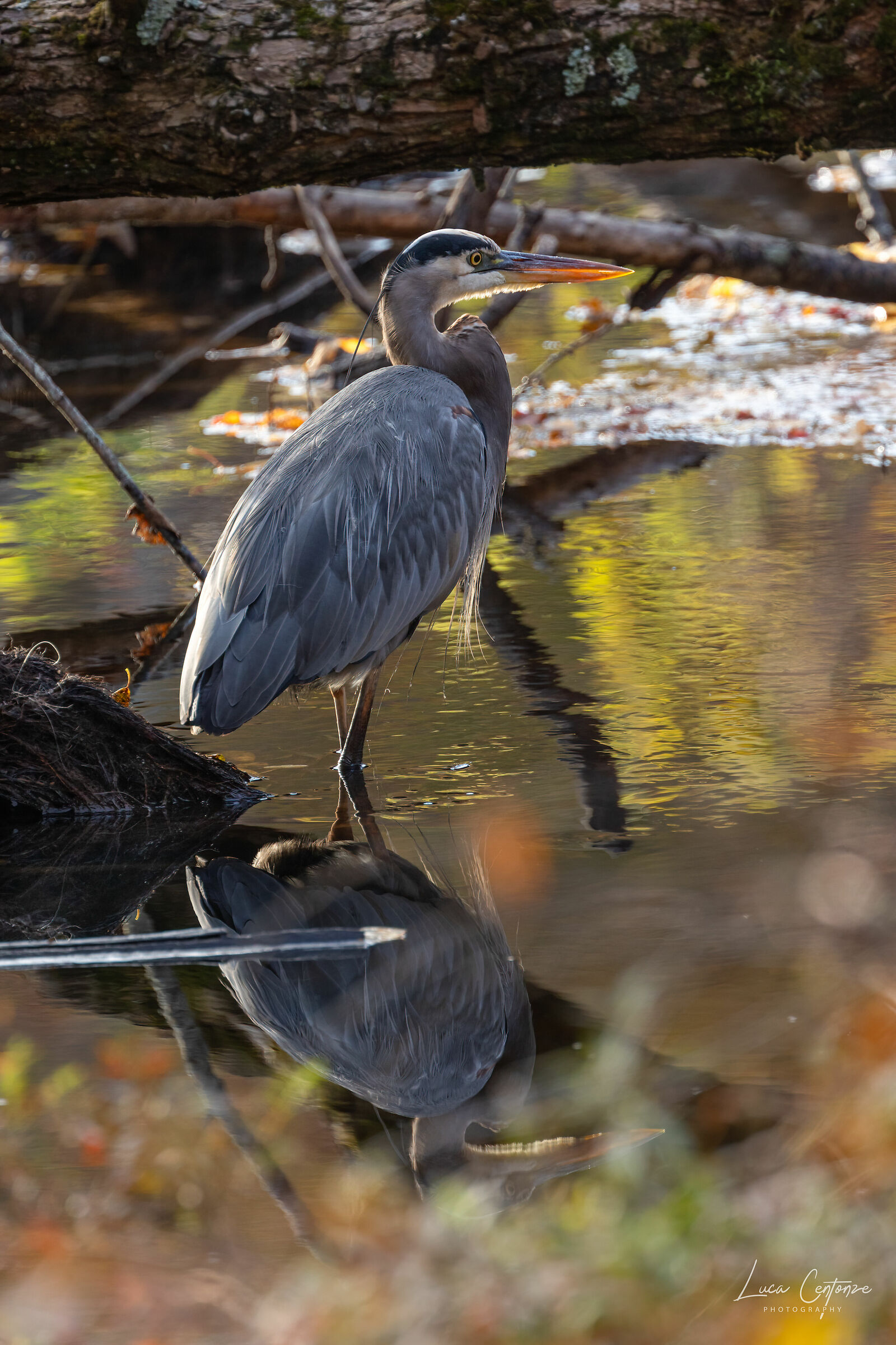 Great Blue Heron (Ardea herodias)