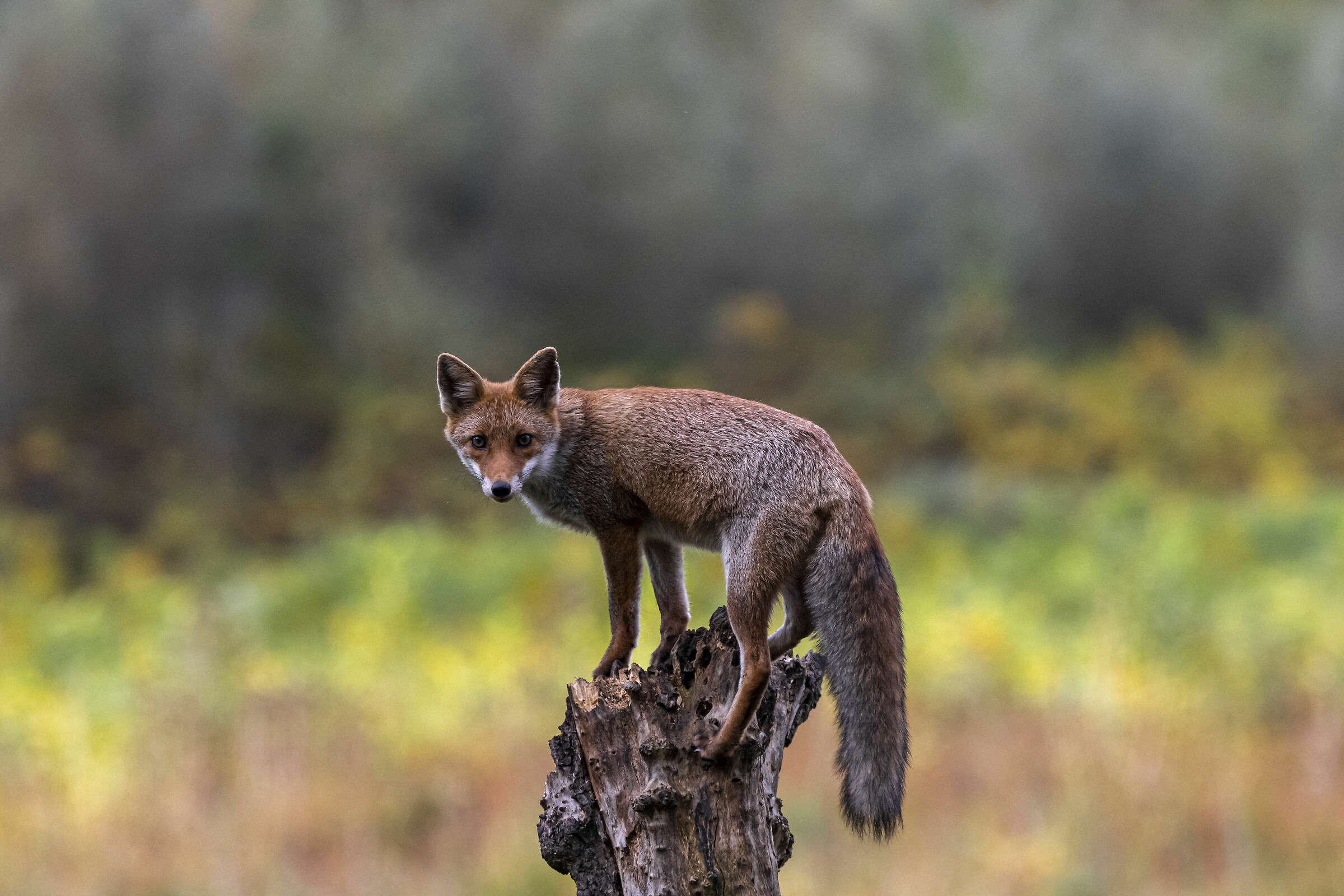 Fox