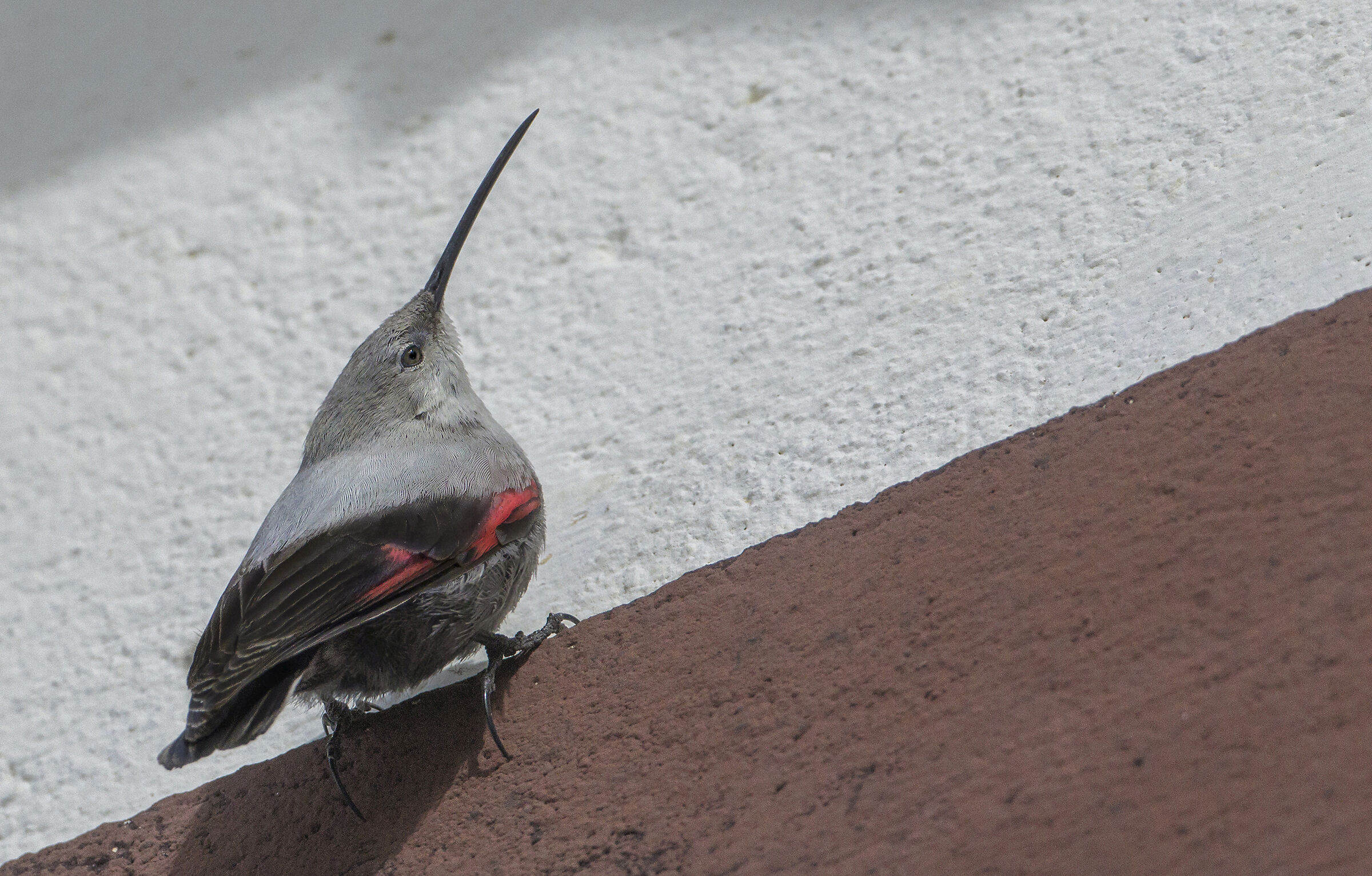 il muro del picchio muraiolo