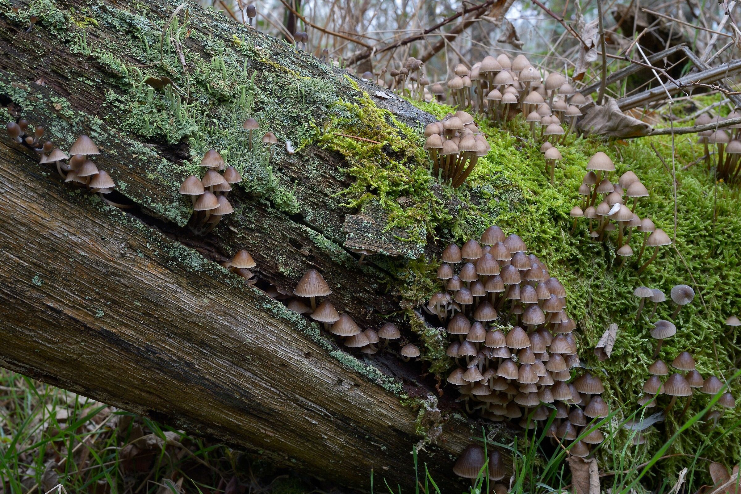 Dal bosco del Ticino