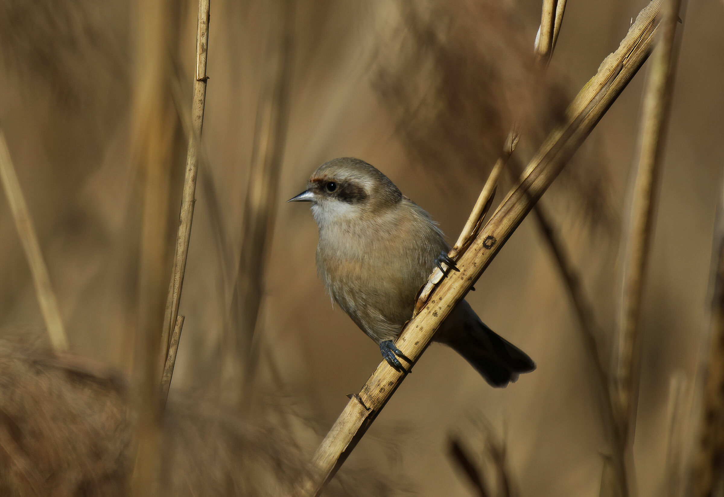 Pendulum in its environment