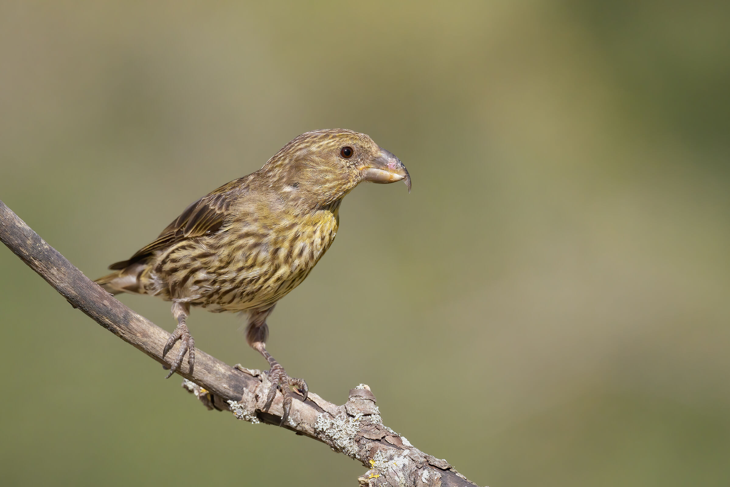 Crociere  (Loxia curvirostra)