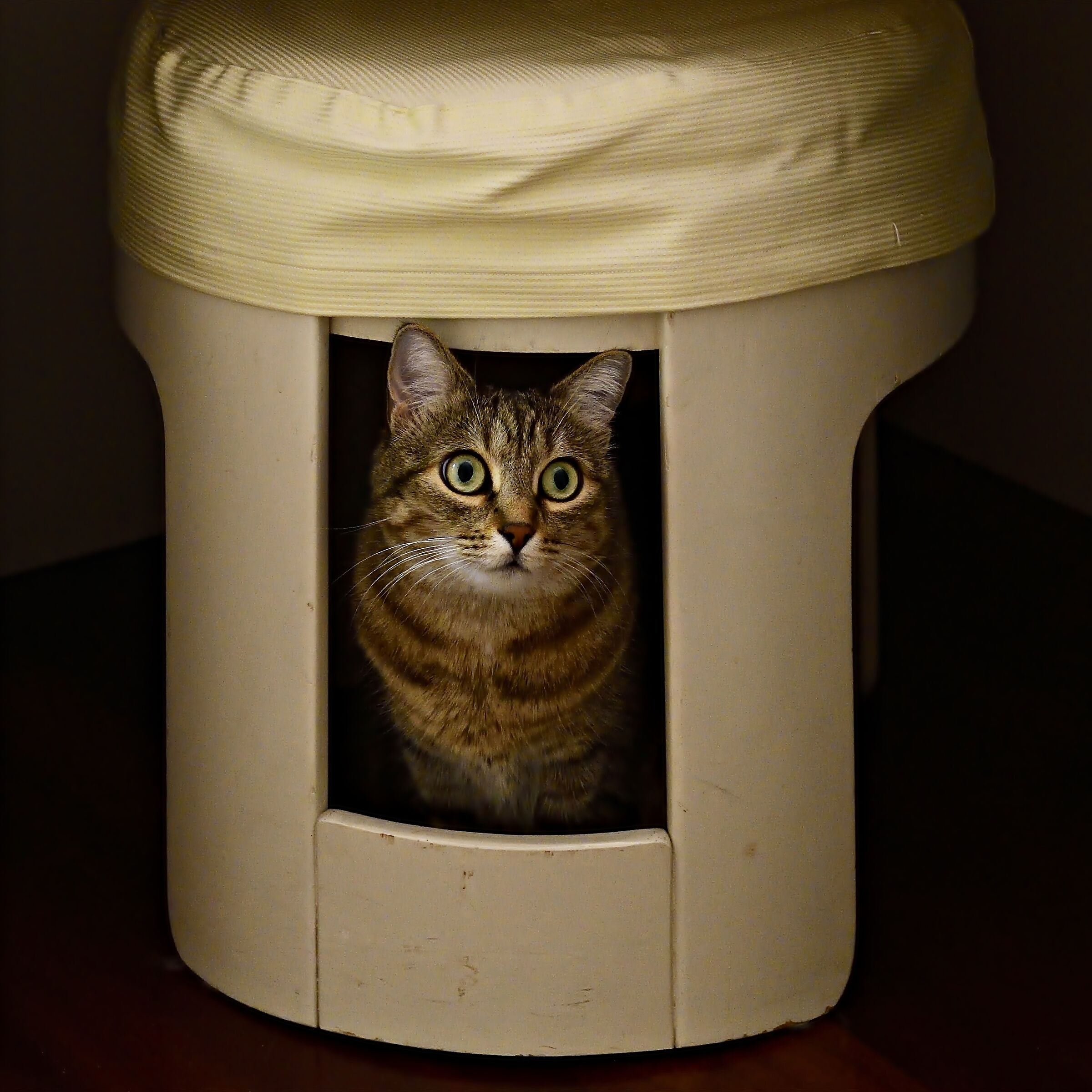 Il lockdown di Amélie