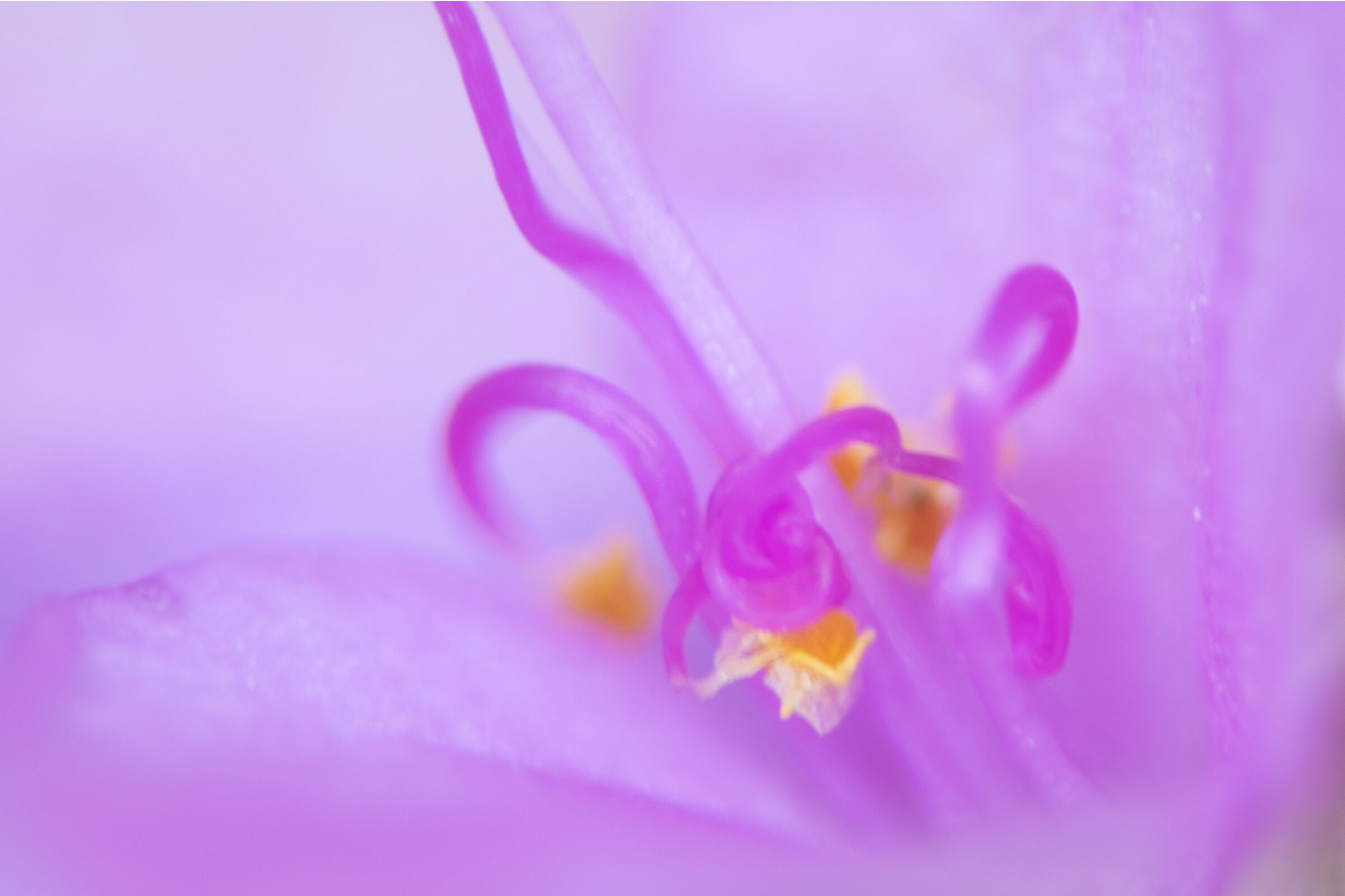 Tradescantia pallida o erba miseria