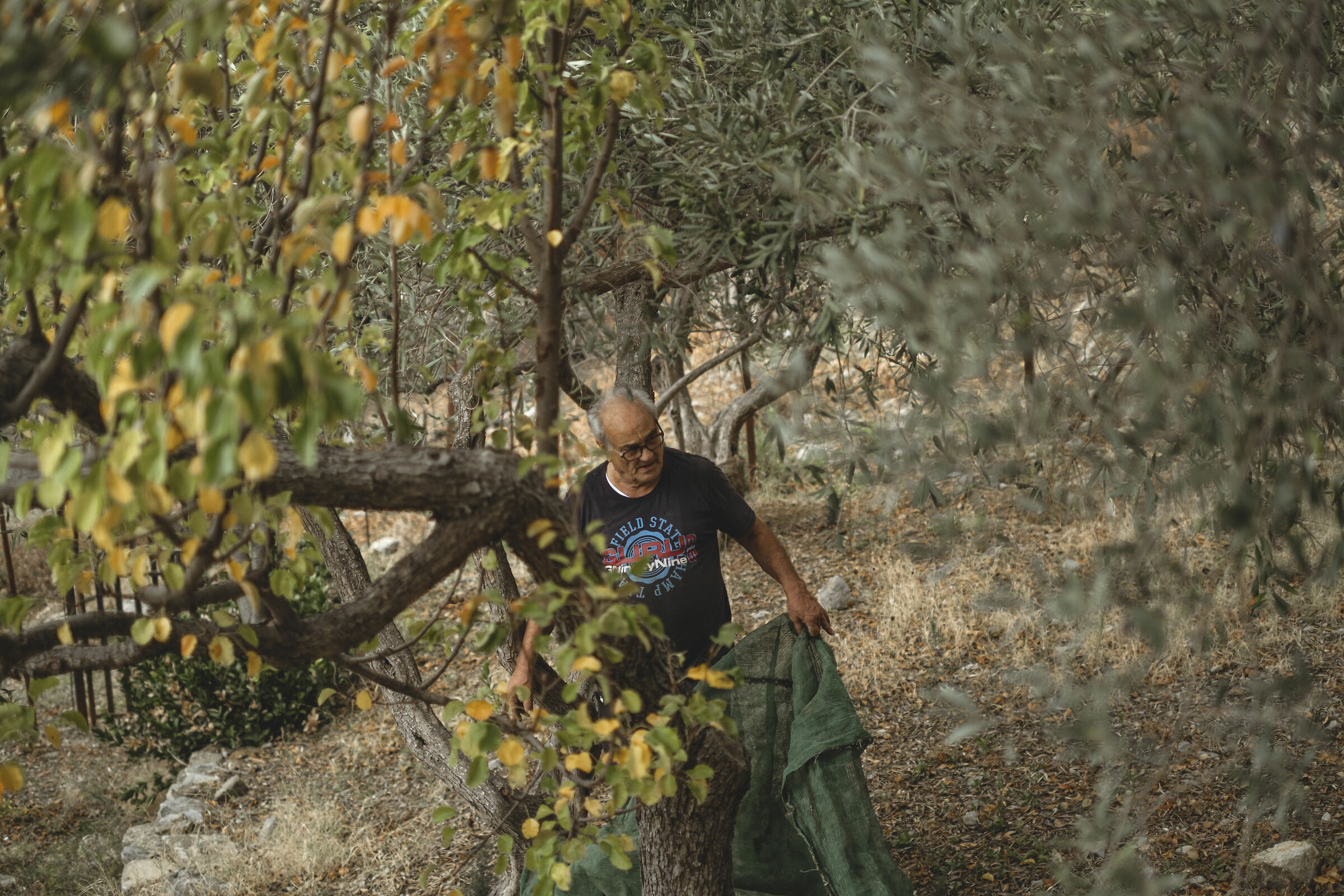 Grandfather Mario harvests olives