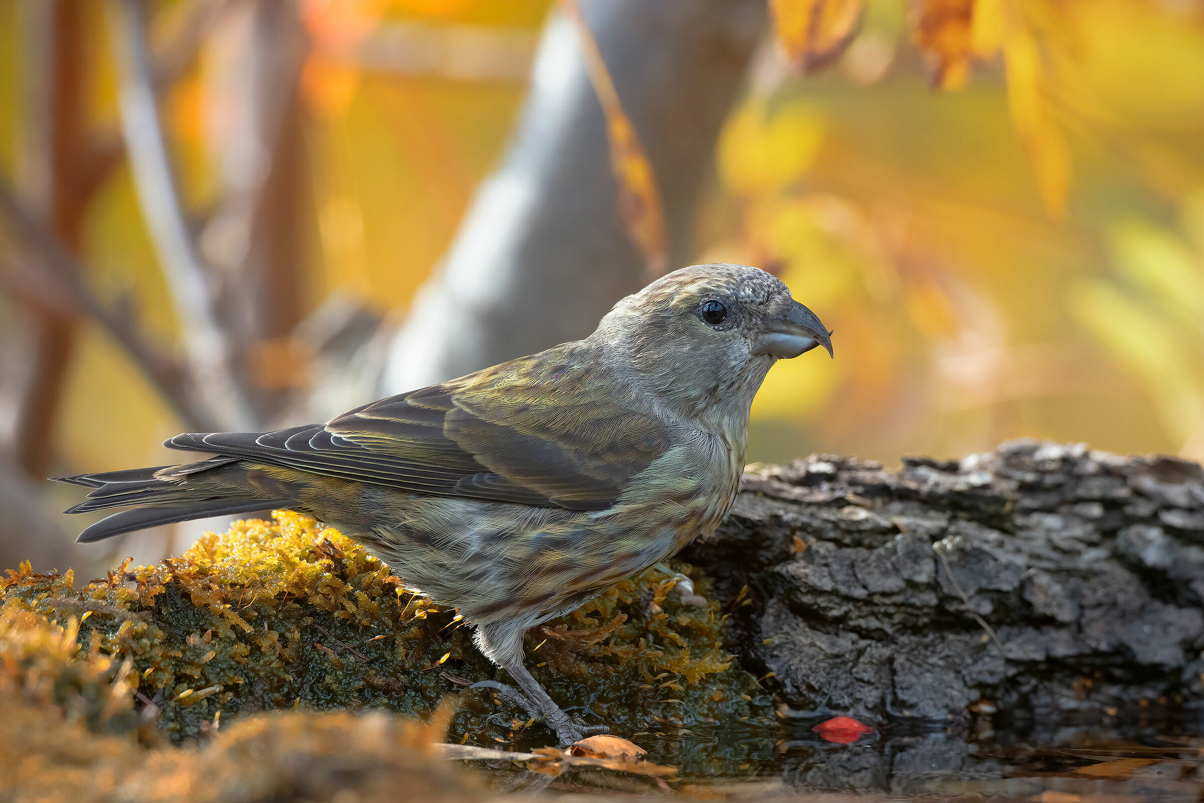 Crociere in calda luce pomeridiana