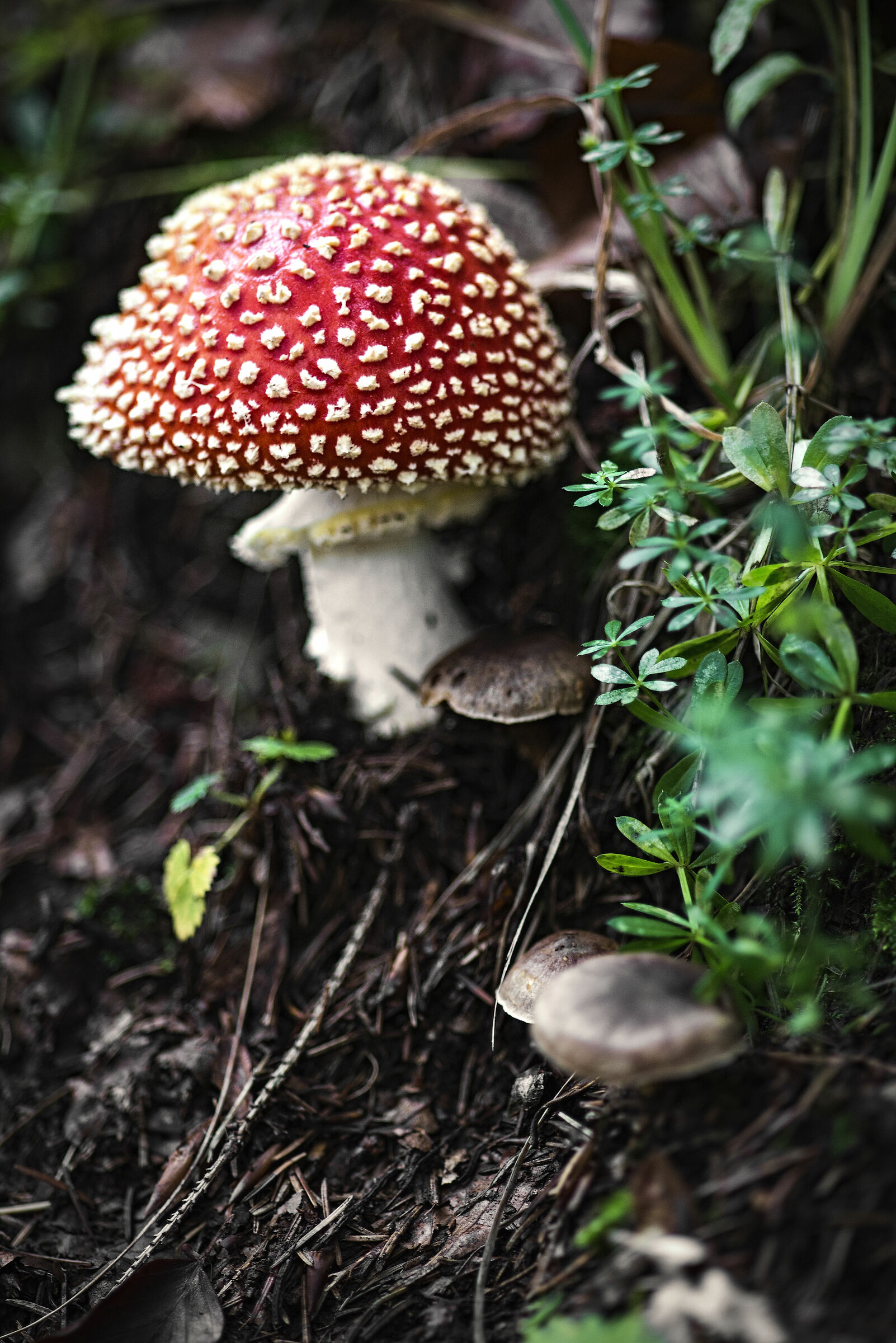 Amanita by the side of the road