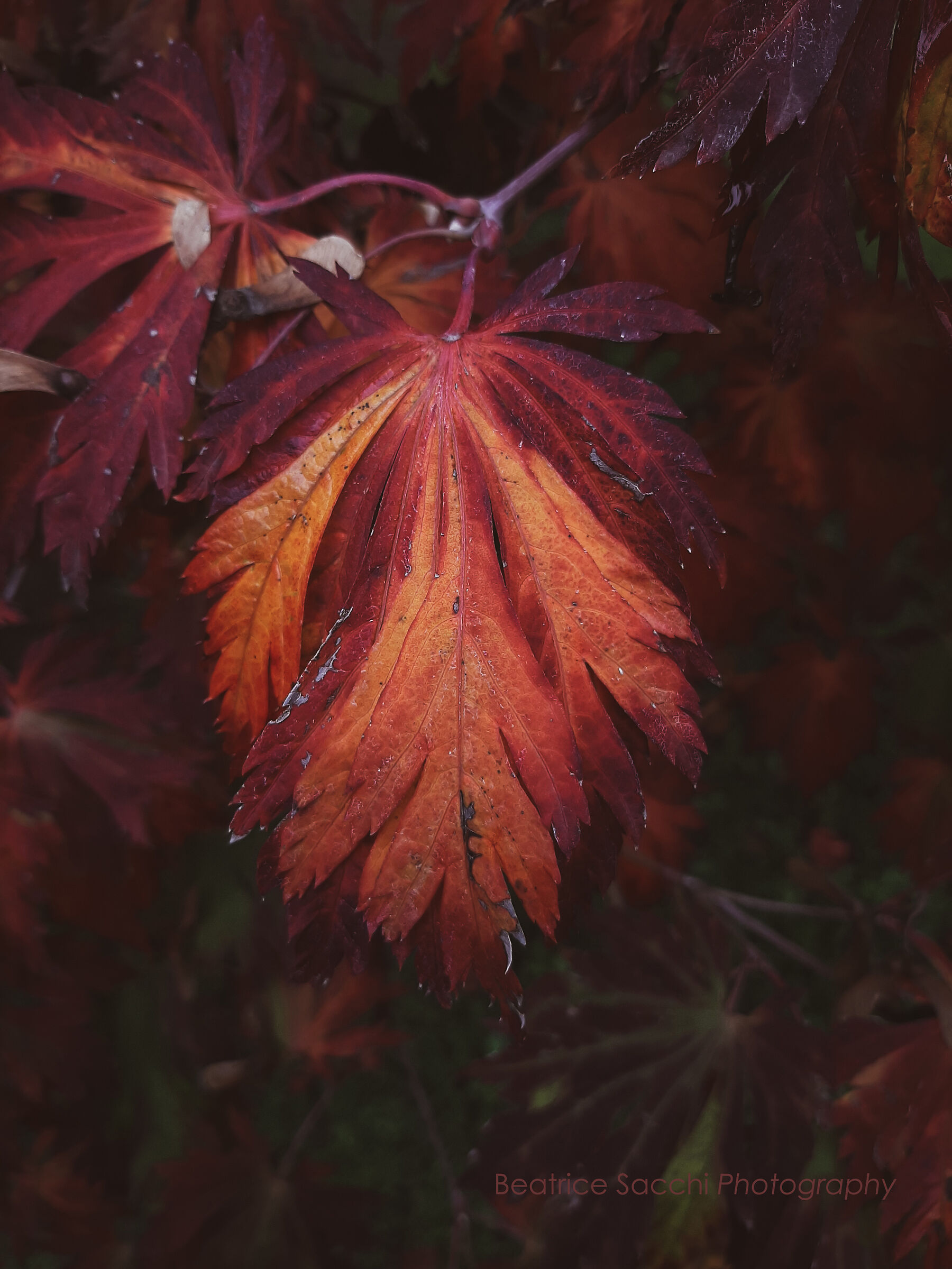 Autumn Shades