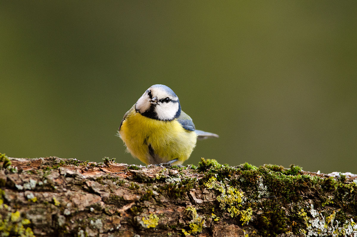 cinciarella perplessa