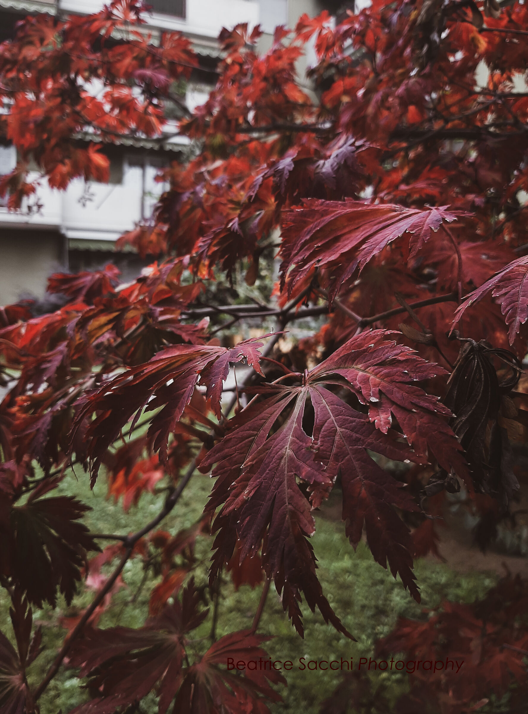 Autunno su Acero Giapponese
