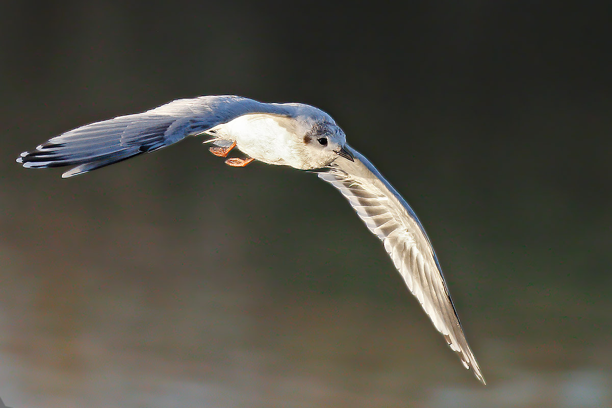 Gabbianello II° inv.