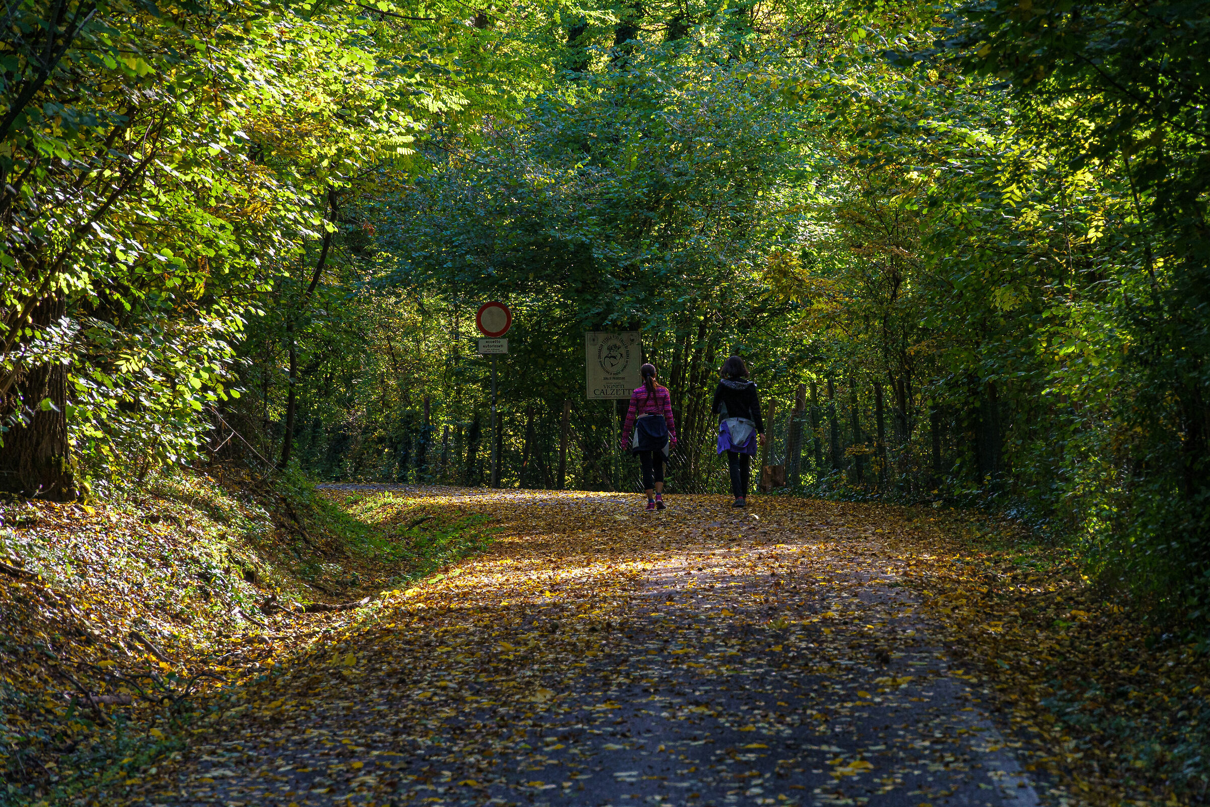 That road in the woods