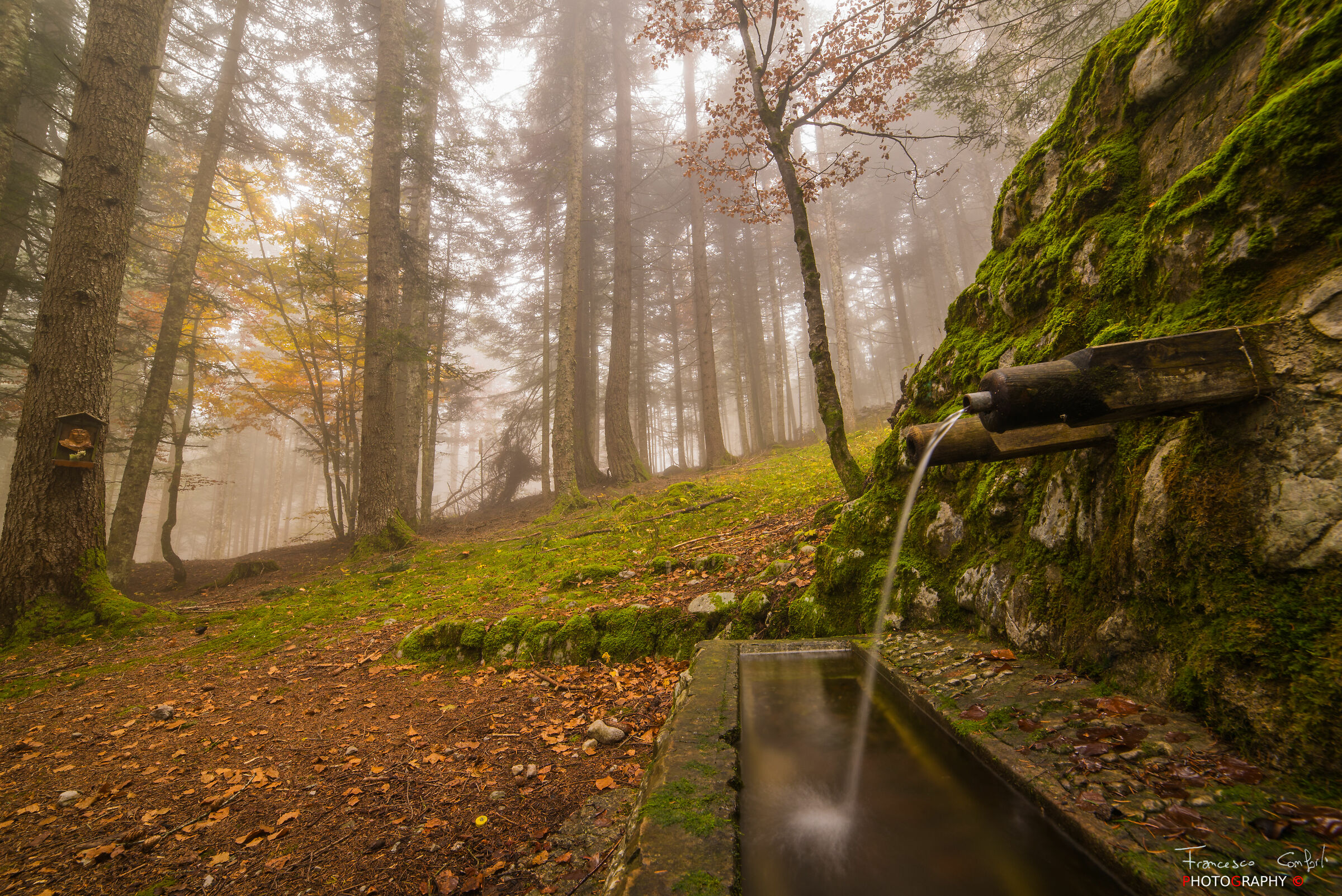 Autunno colori e nebbia...