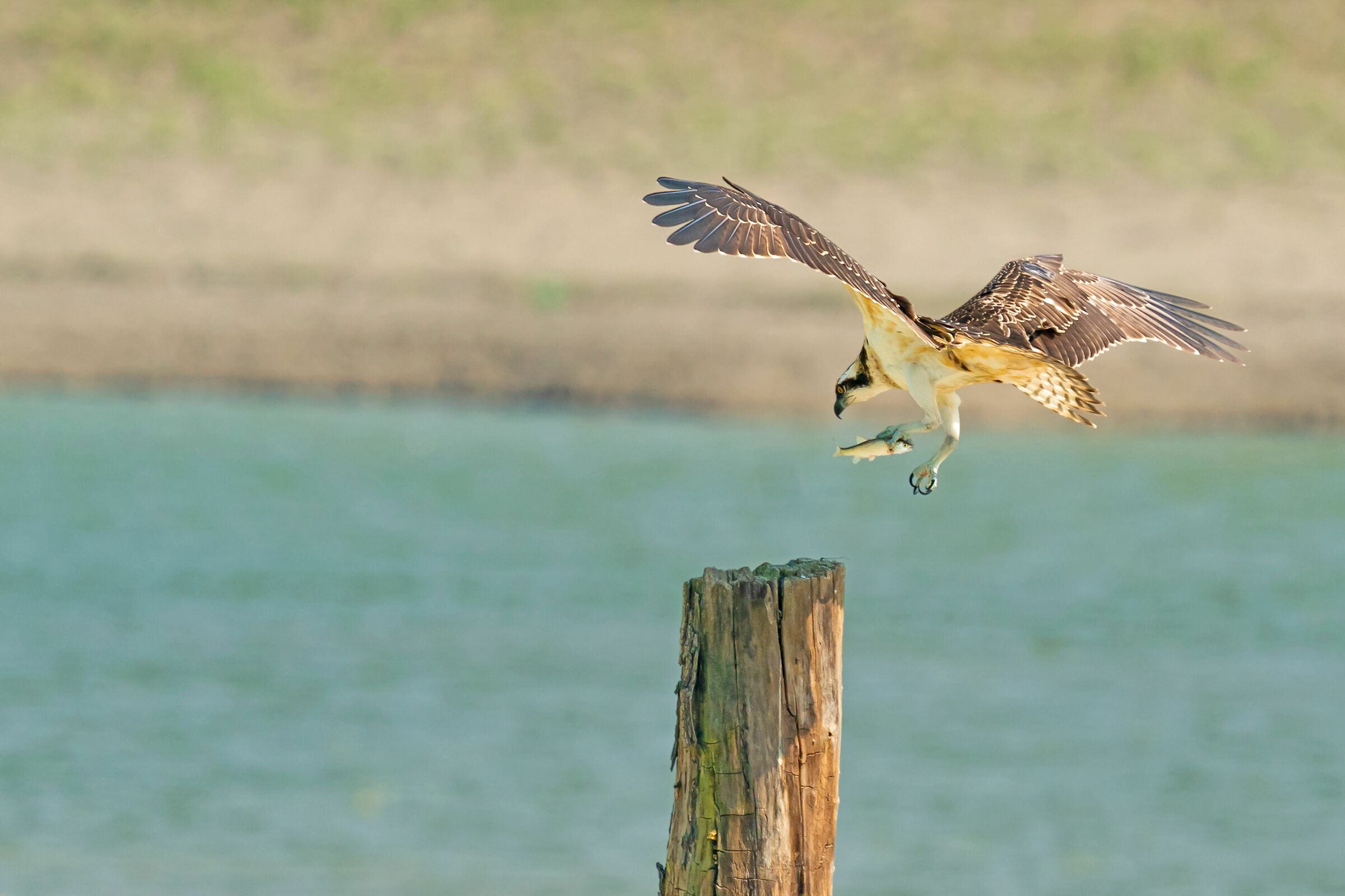 Falco pescatore