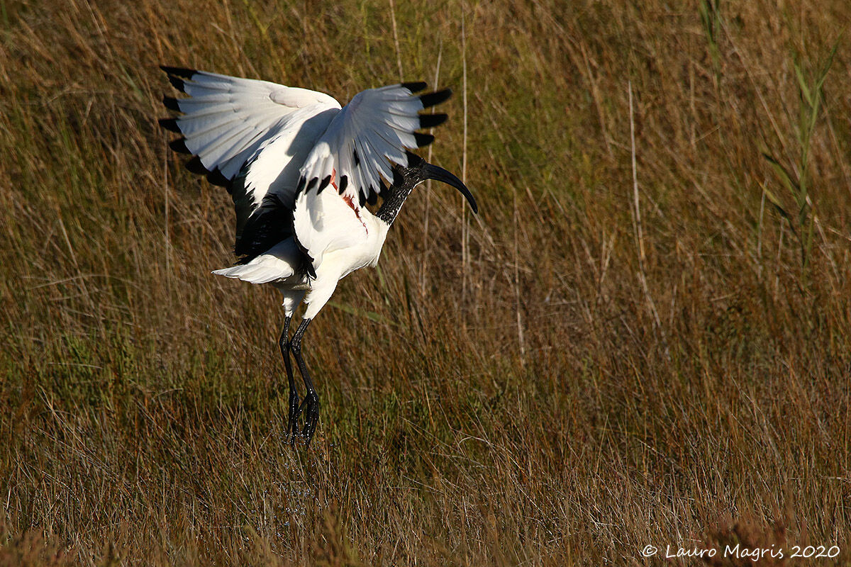 Tutti i colori dell'Ibis