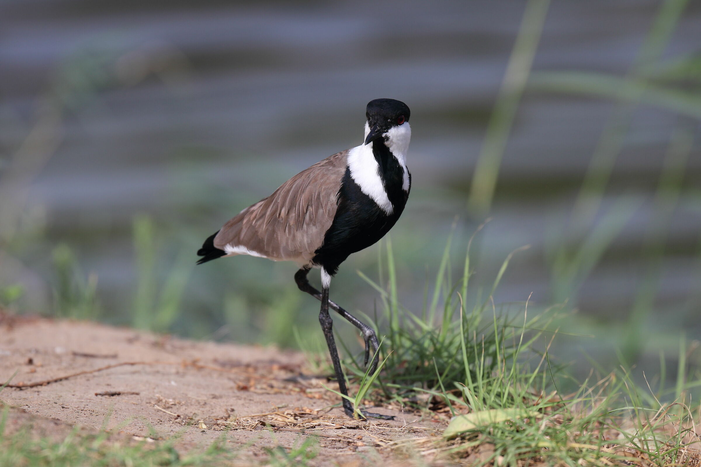 Ala del giro ad ala di sperone