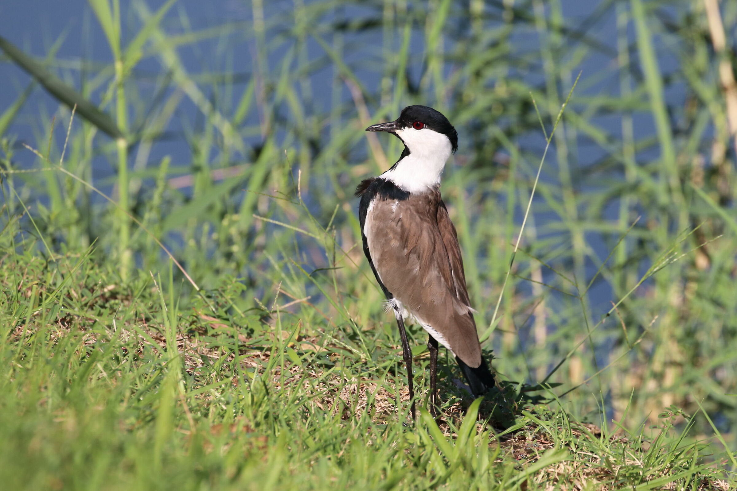 Ala del giro ad ala di sperone