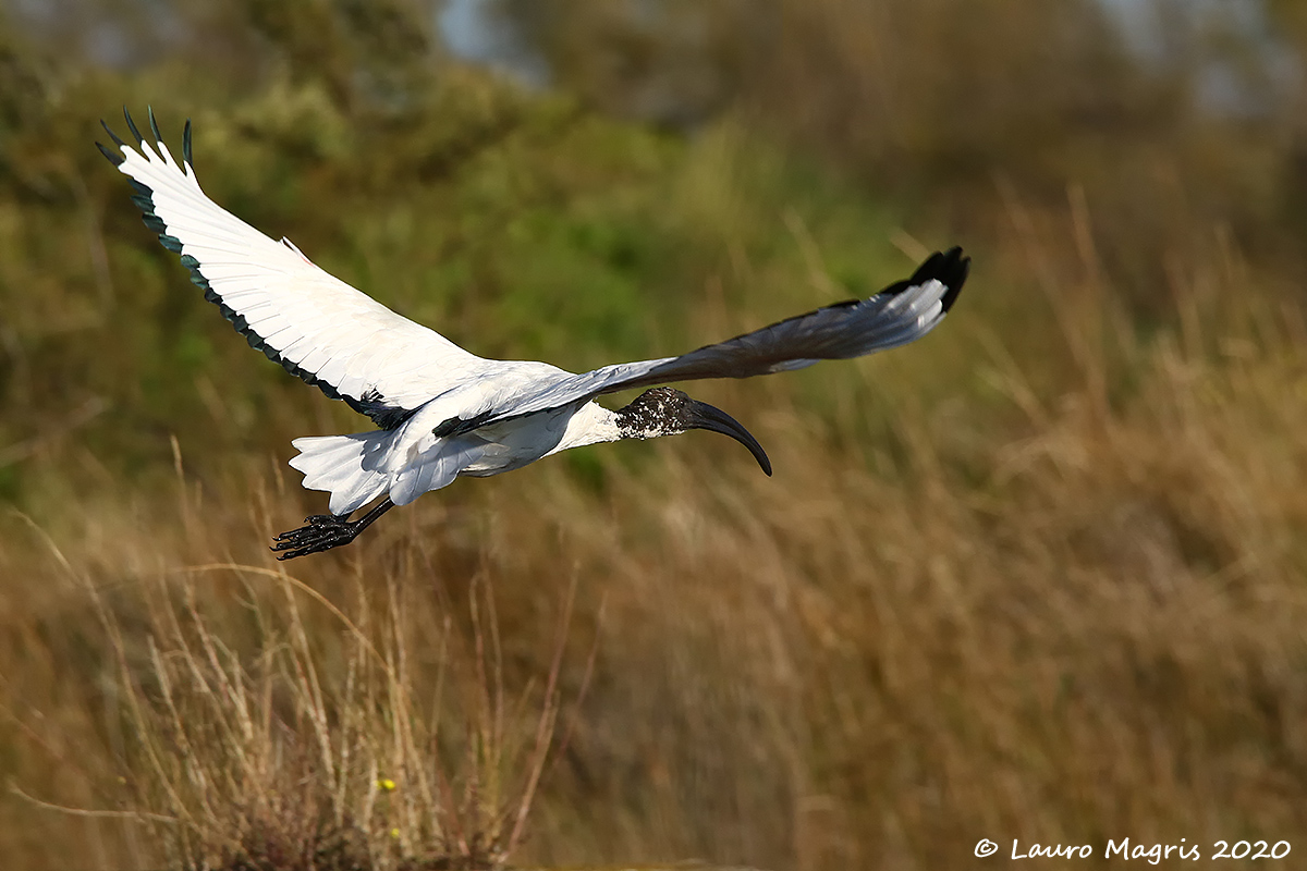 Il volo dell'Ibis