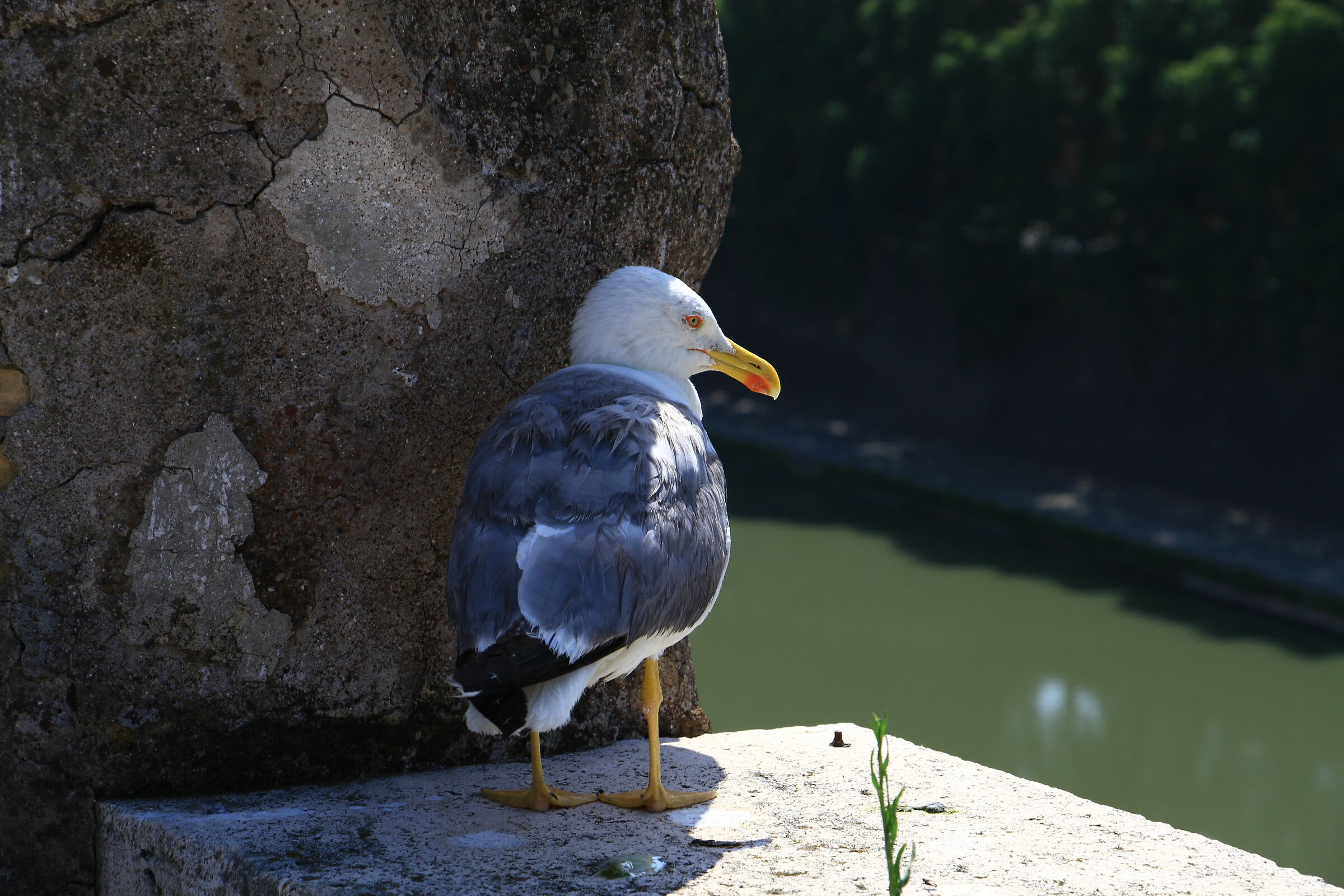Un ospite a Castel Sant'Angelo - Roma