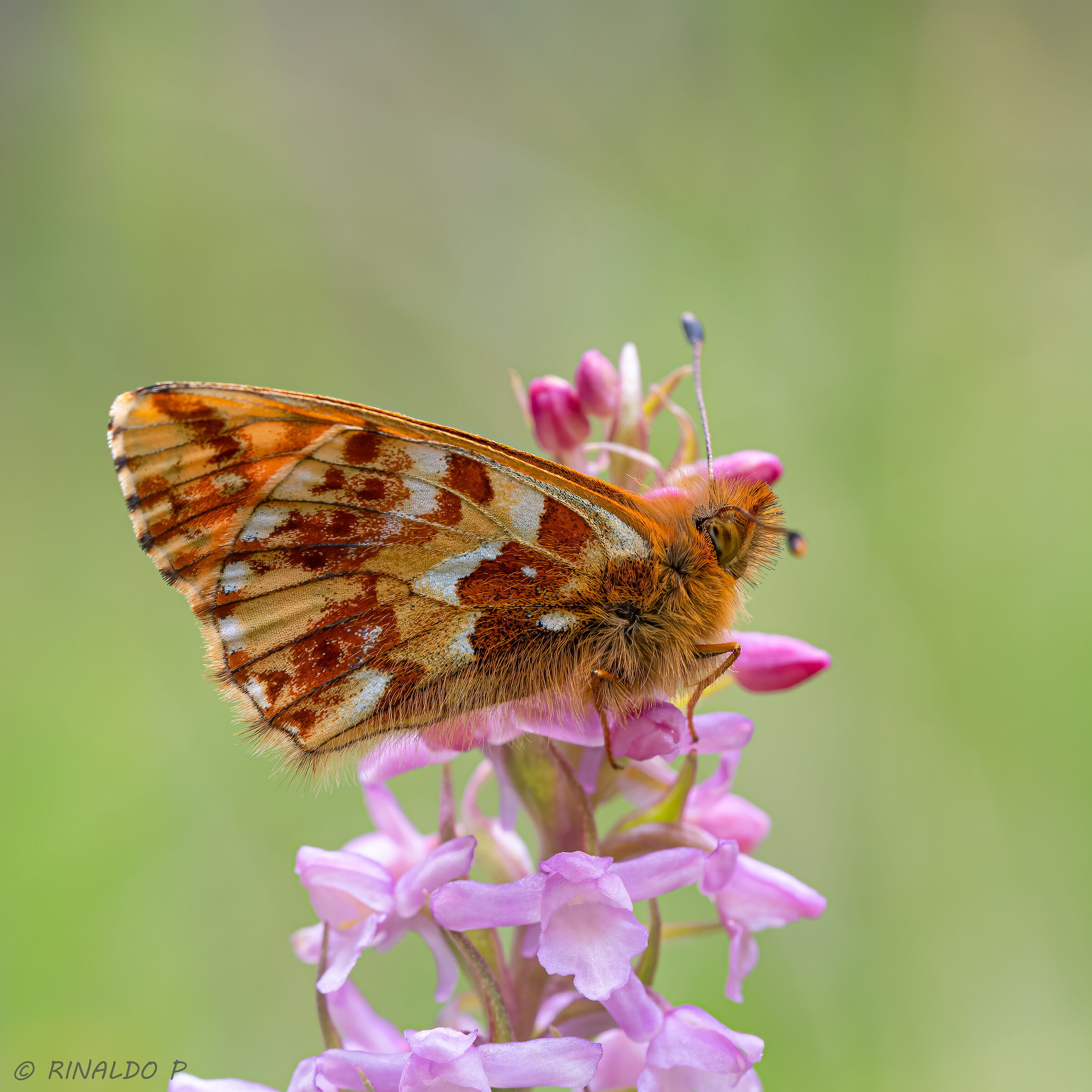 Boloria pales su Gymnadenia odoratissima