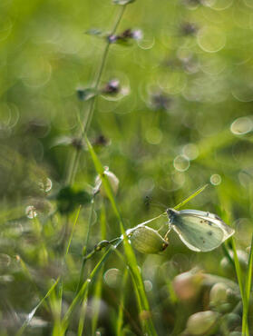 SoapBubbleBokeh