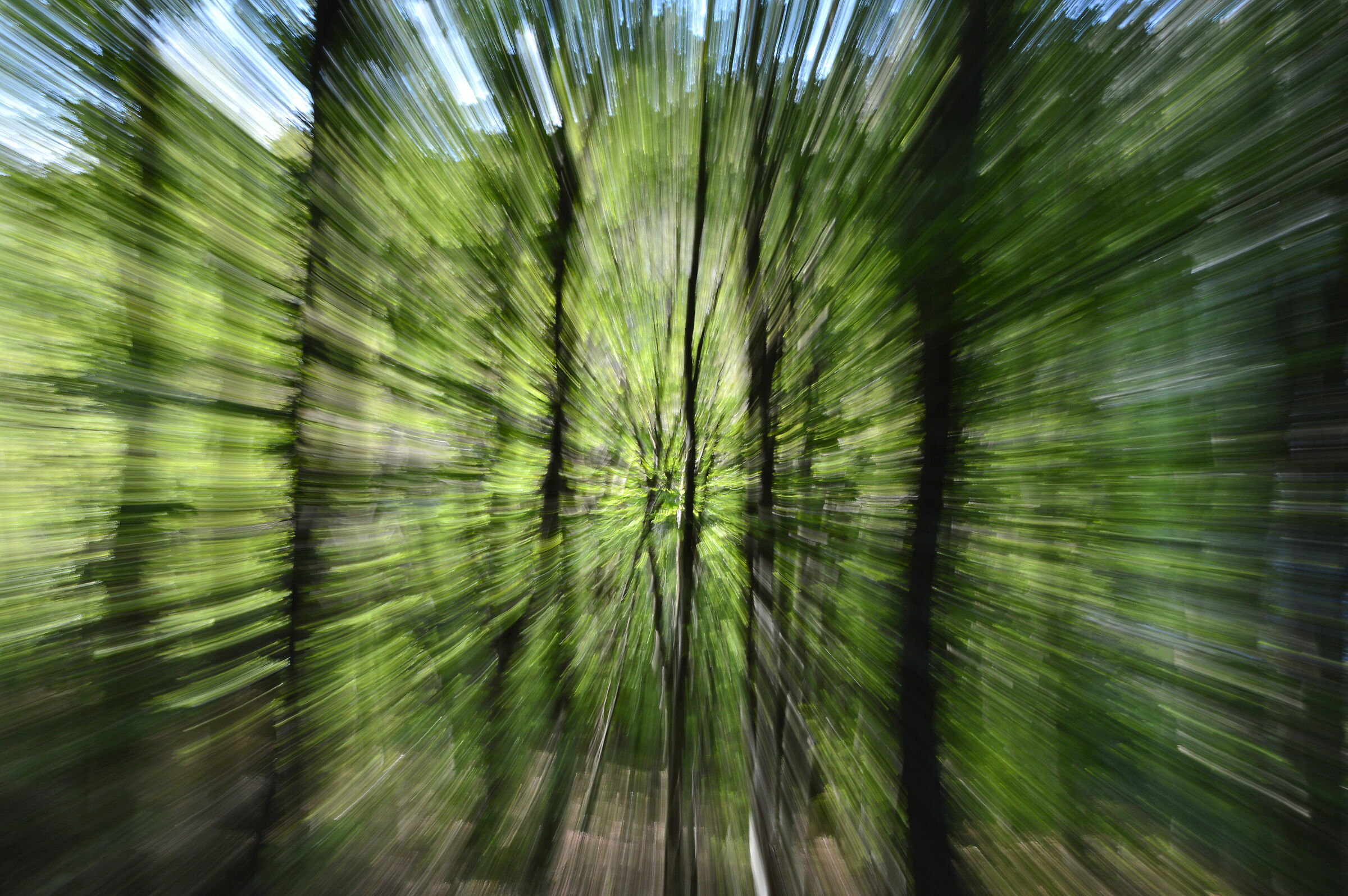Zooming nel bosco
