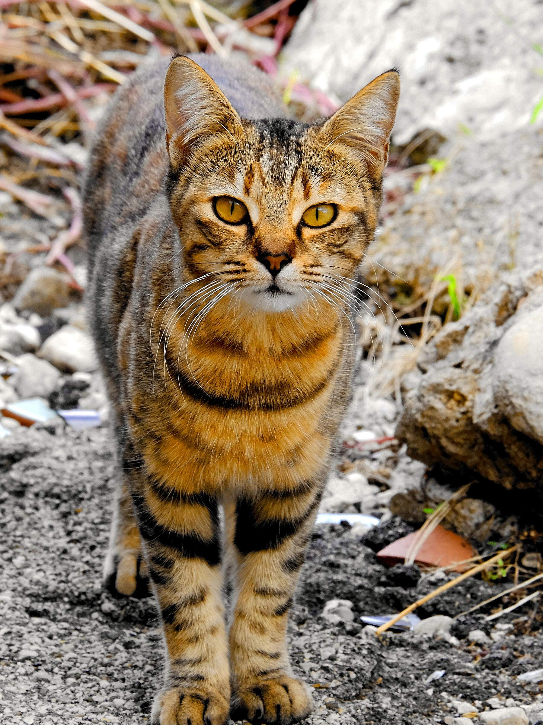 don't say "cat" if you don't take a shot at him