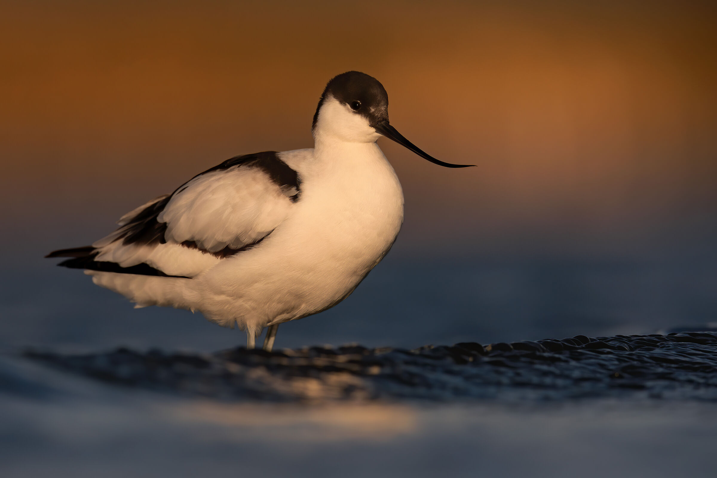 avocetta