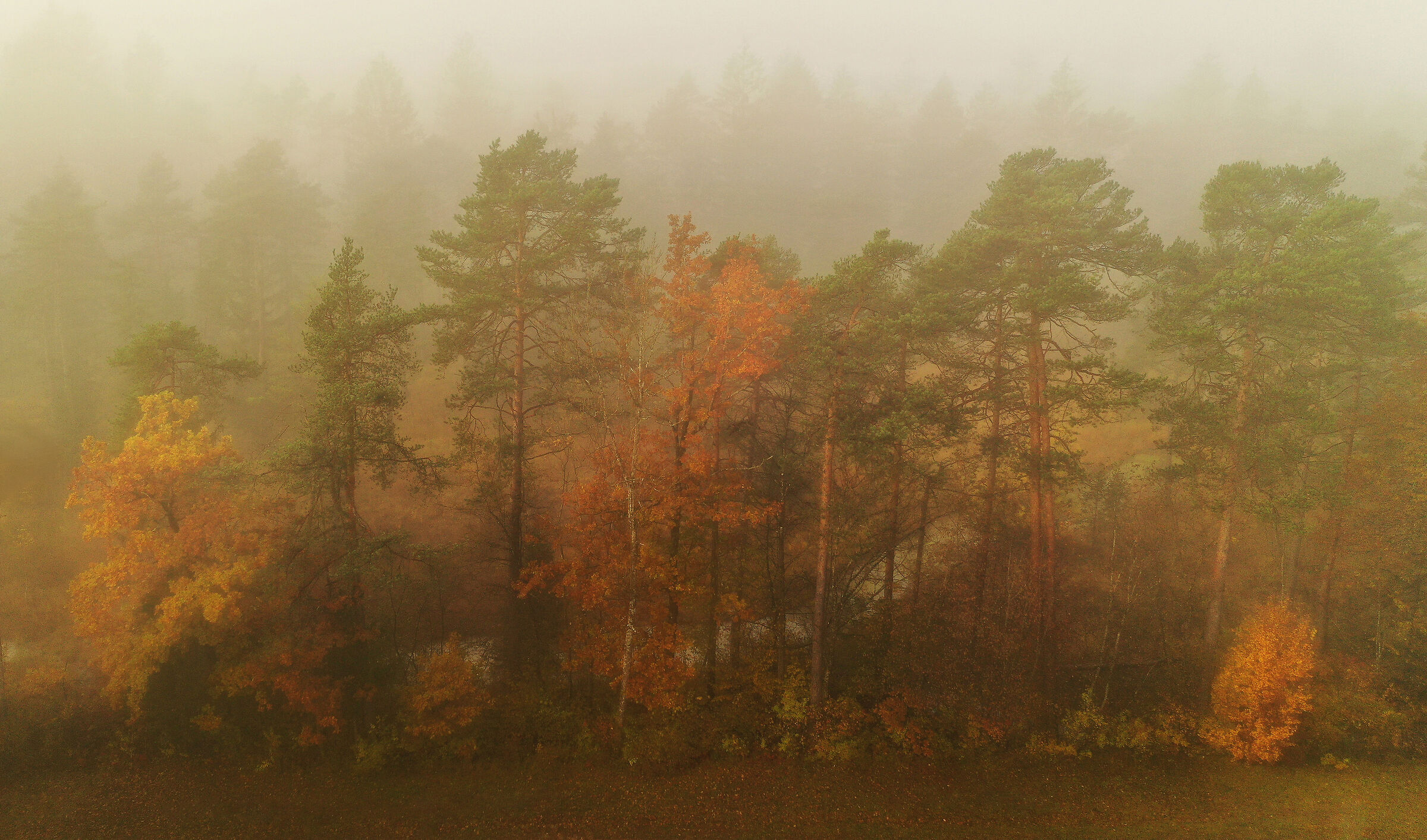 Pittura ad olio autunnale