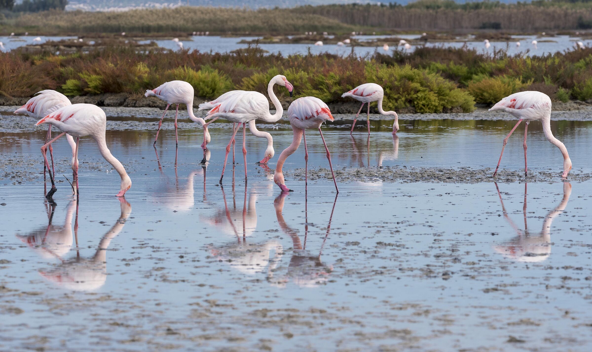 I fenicotteri della palude di Pa'Sai. Sardegna